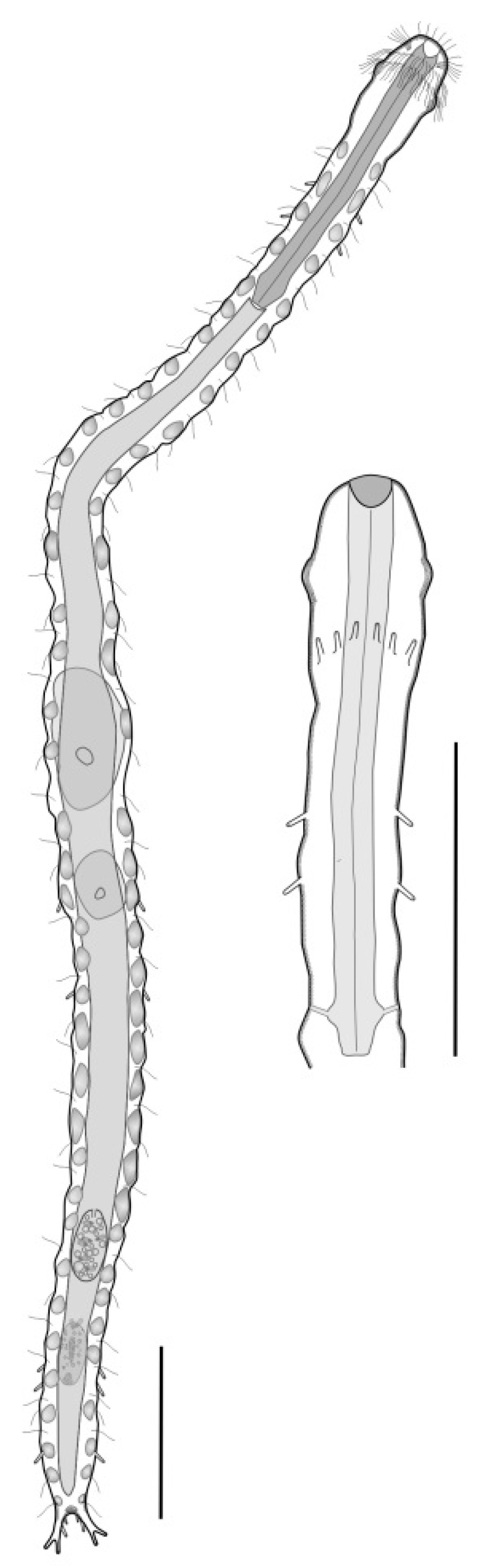 Diversity 11 00117 g011