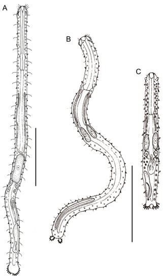 Diversity 11 00117 g012