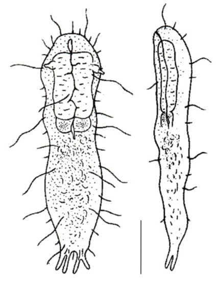 Diversity 11 00117 g013