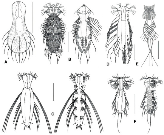 Diversity 11 00117 g019