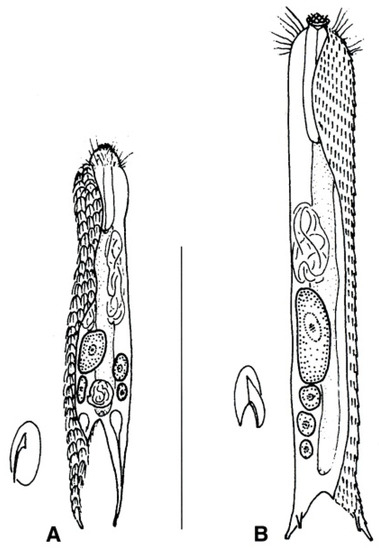 Diversity 11 00117 g020