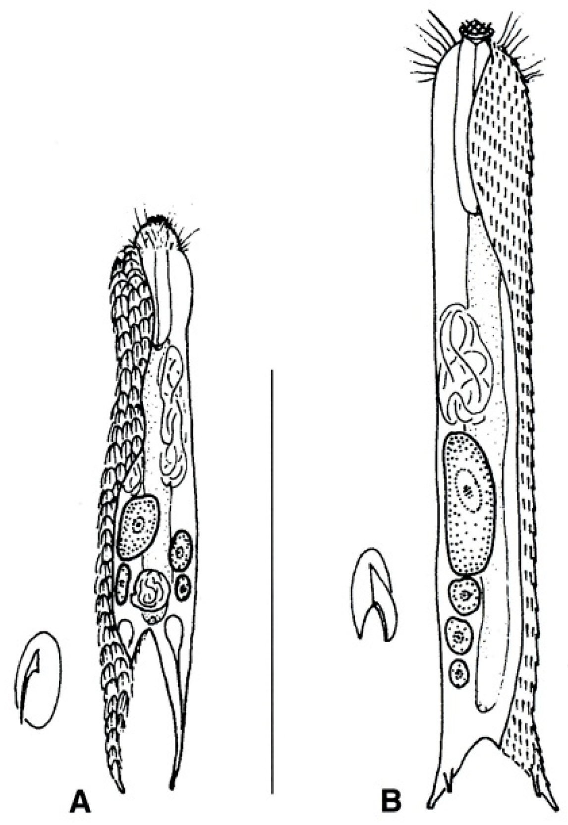 Diversity 11 00117 g020