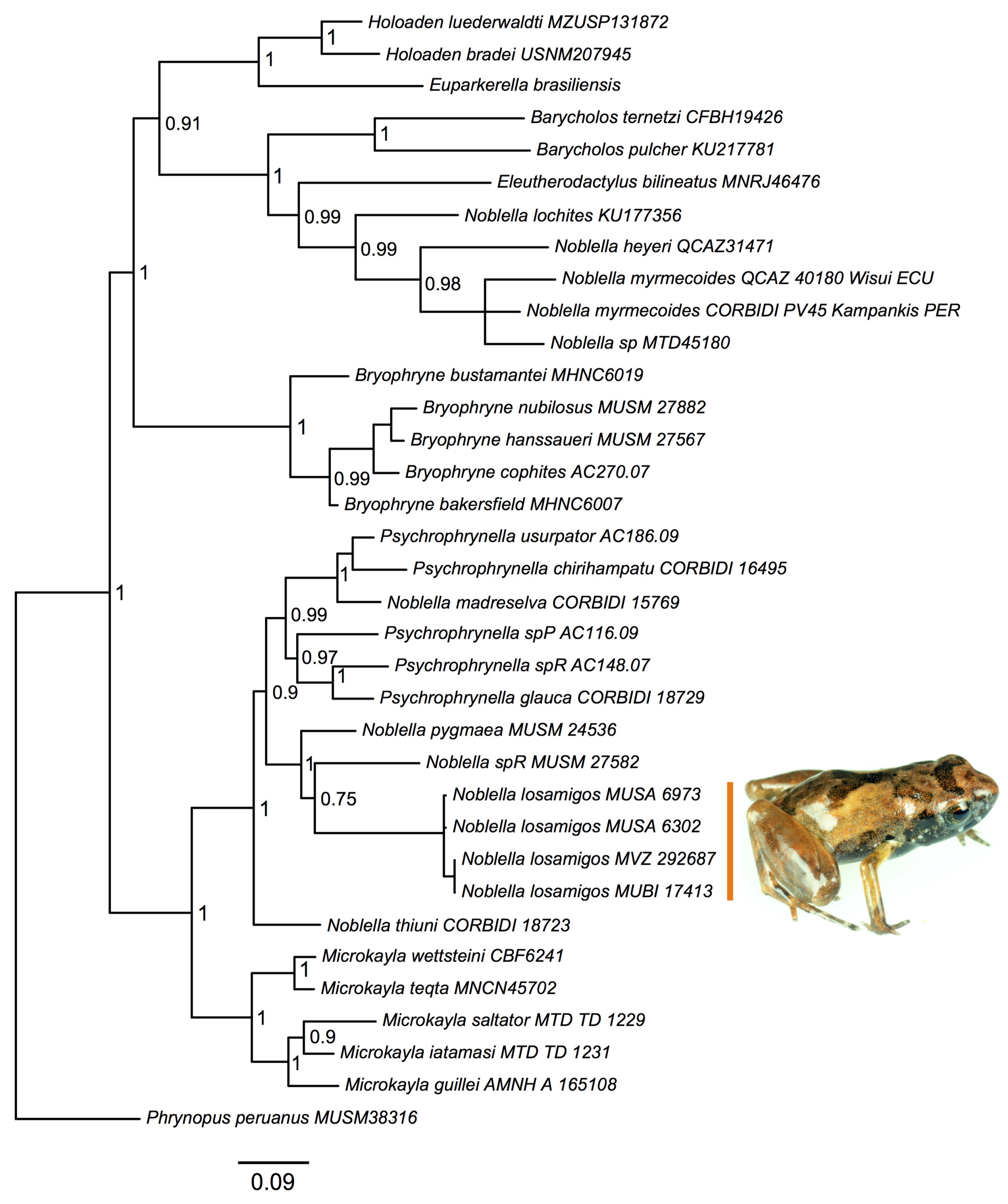 Diversity 11 00145 g001