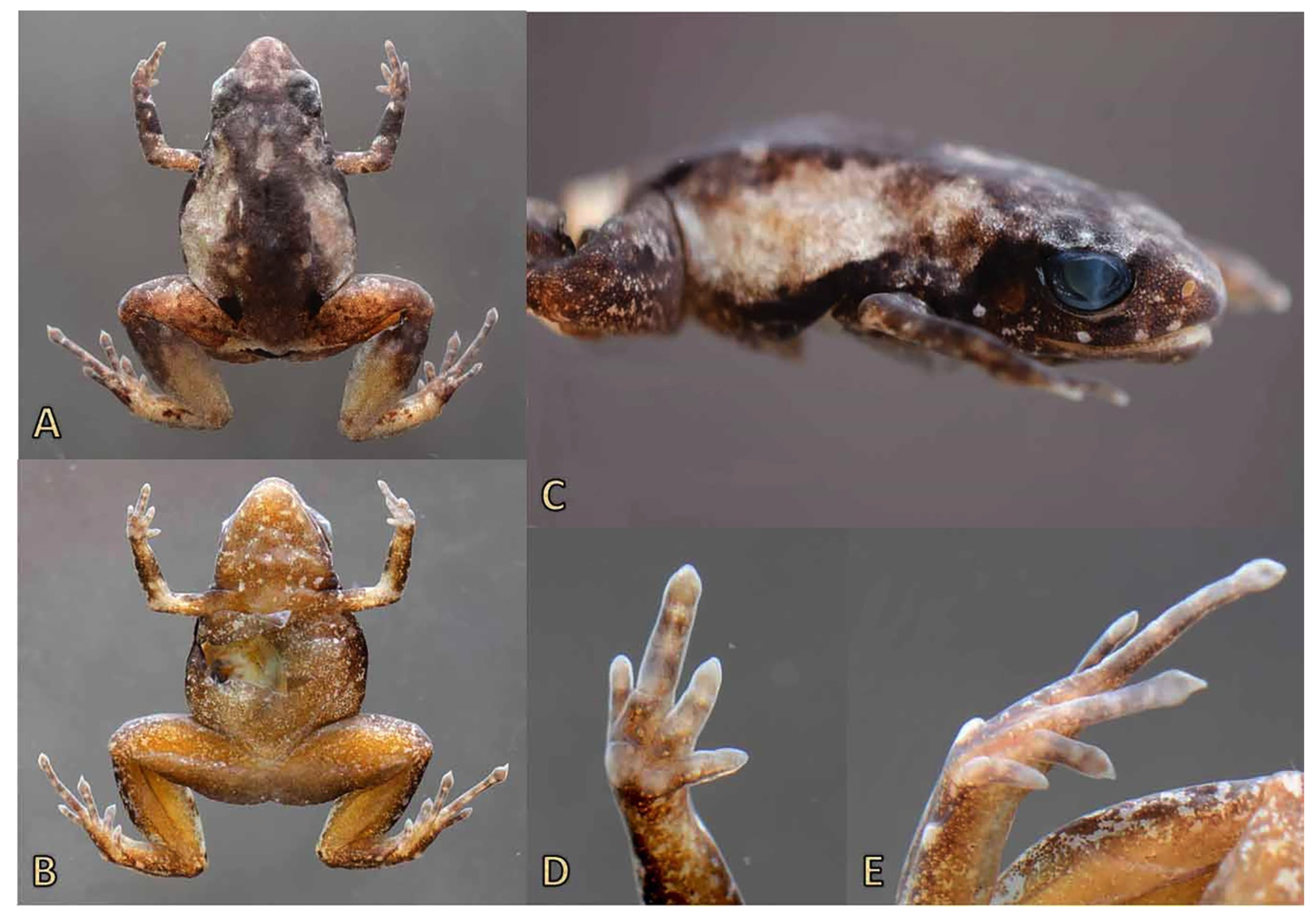 Diversity 11 00145 g002