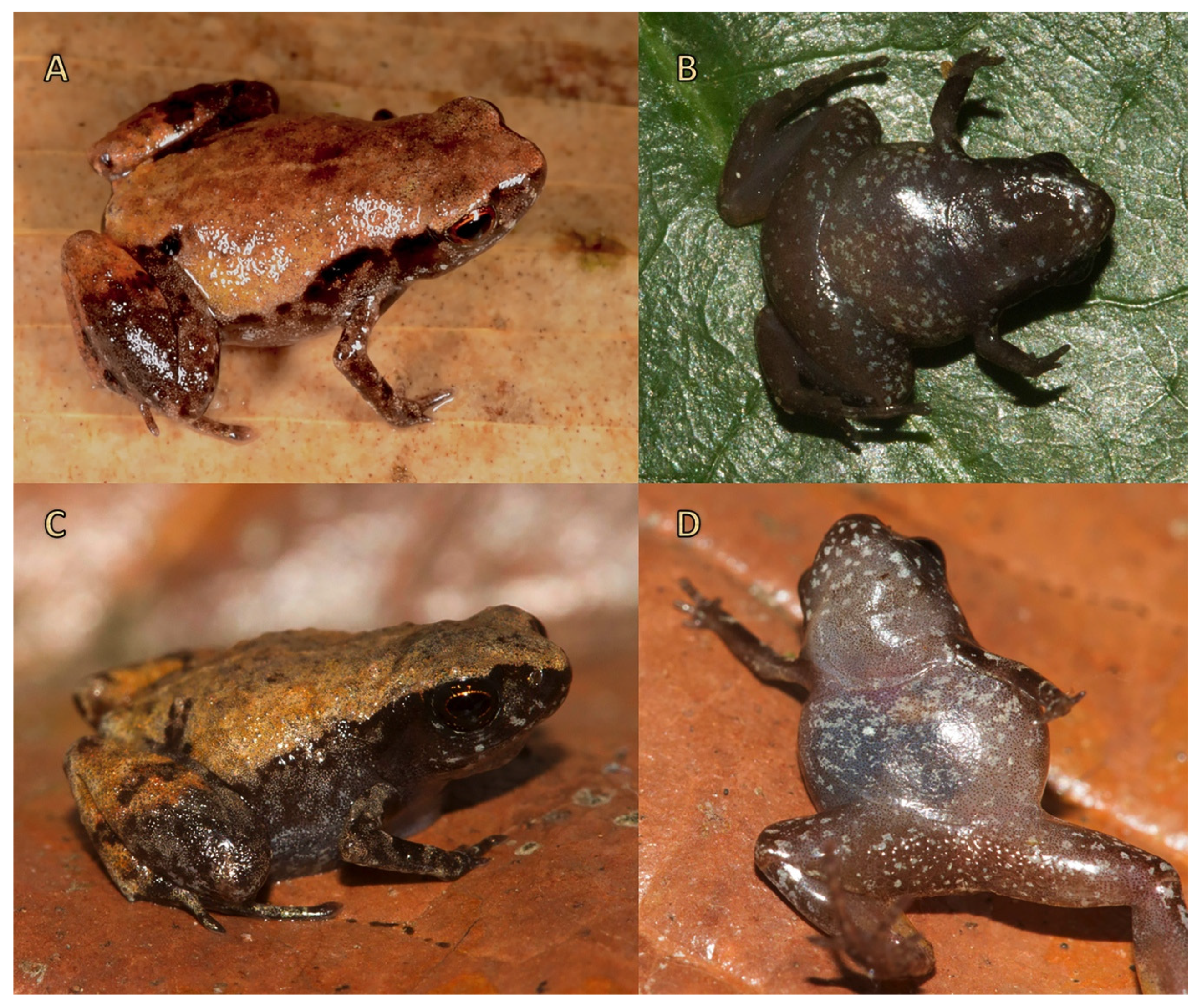 Diversity 11 00145 g004