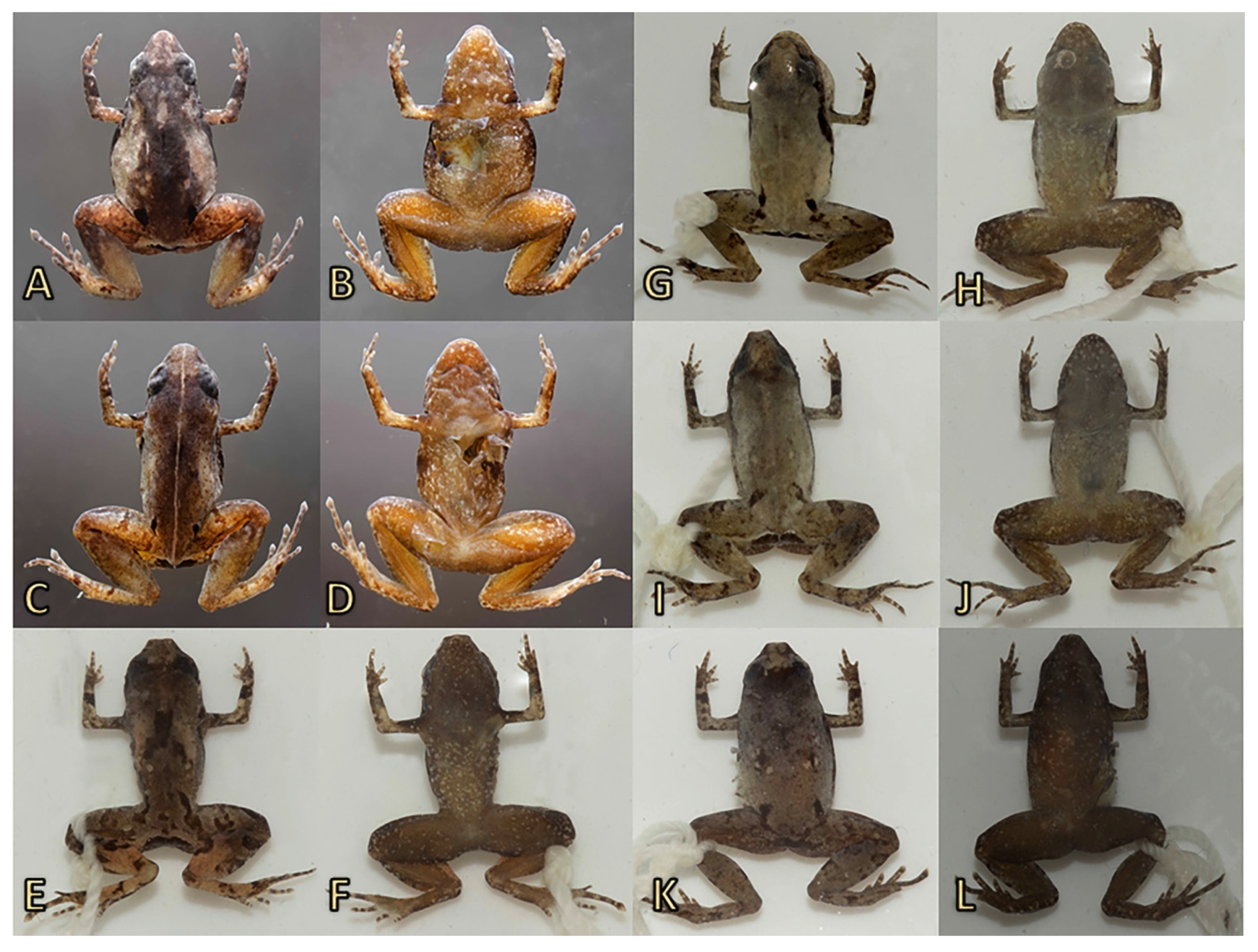 Diversity 11 00145 g005