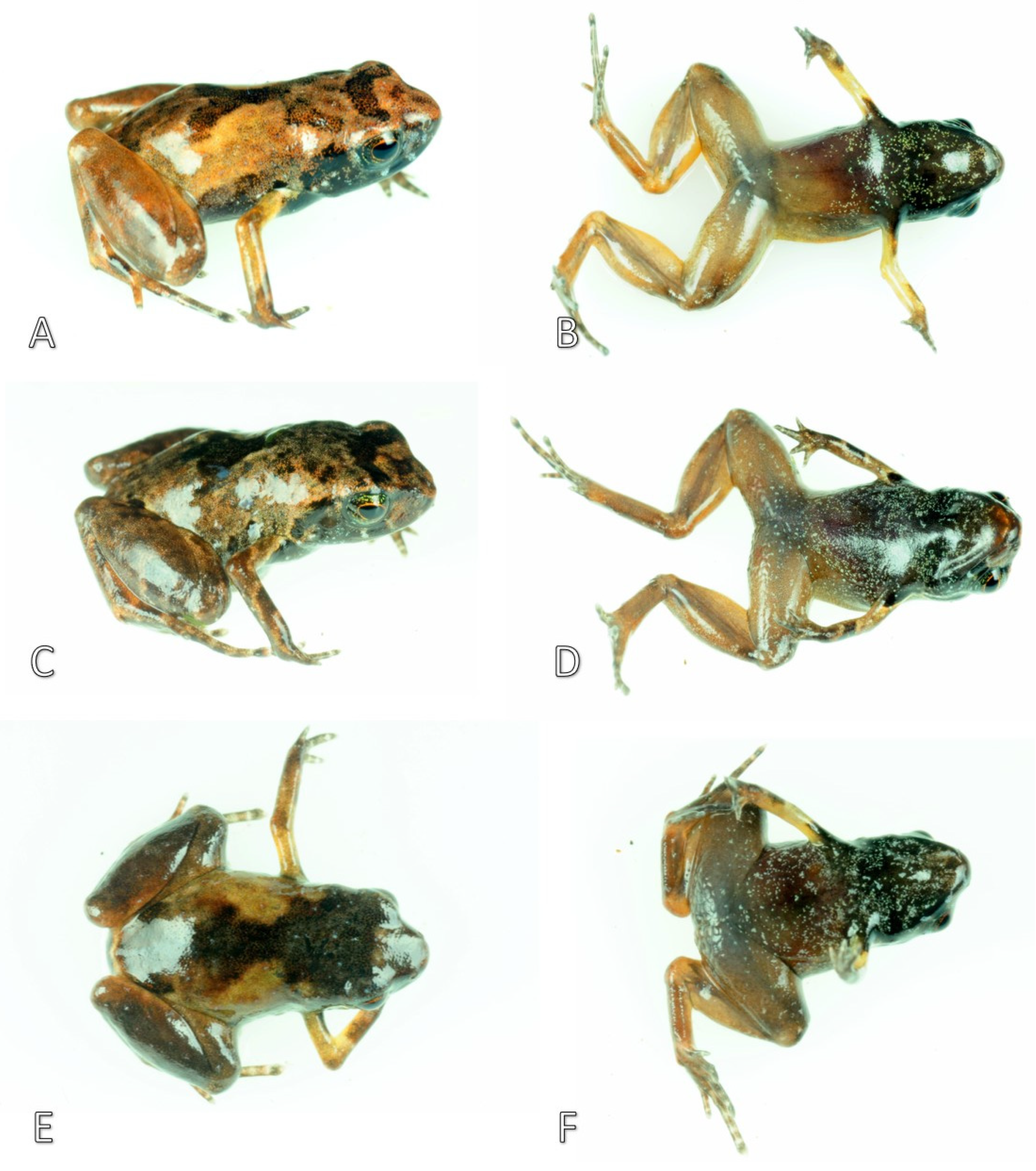 Diversity 11 00145 g008