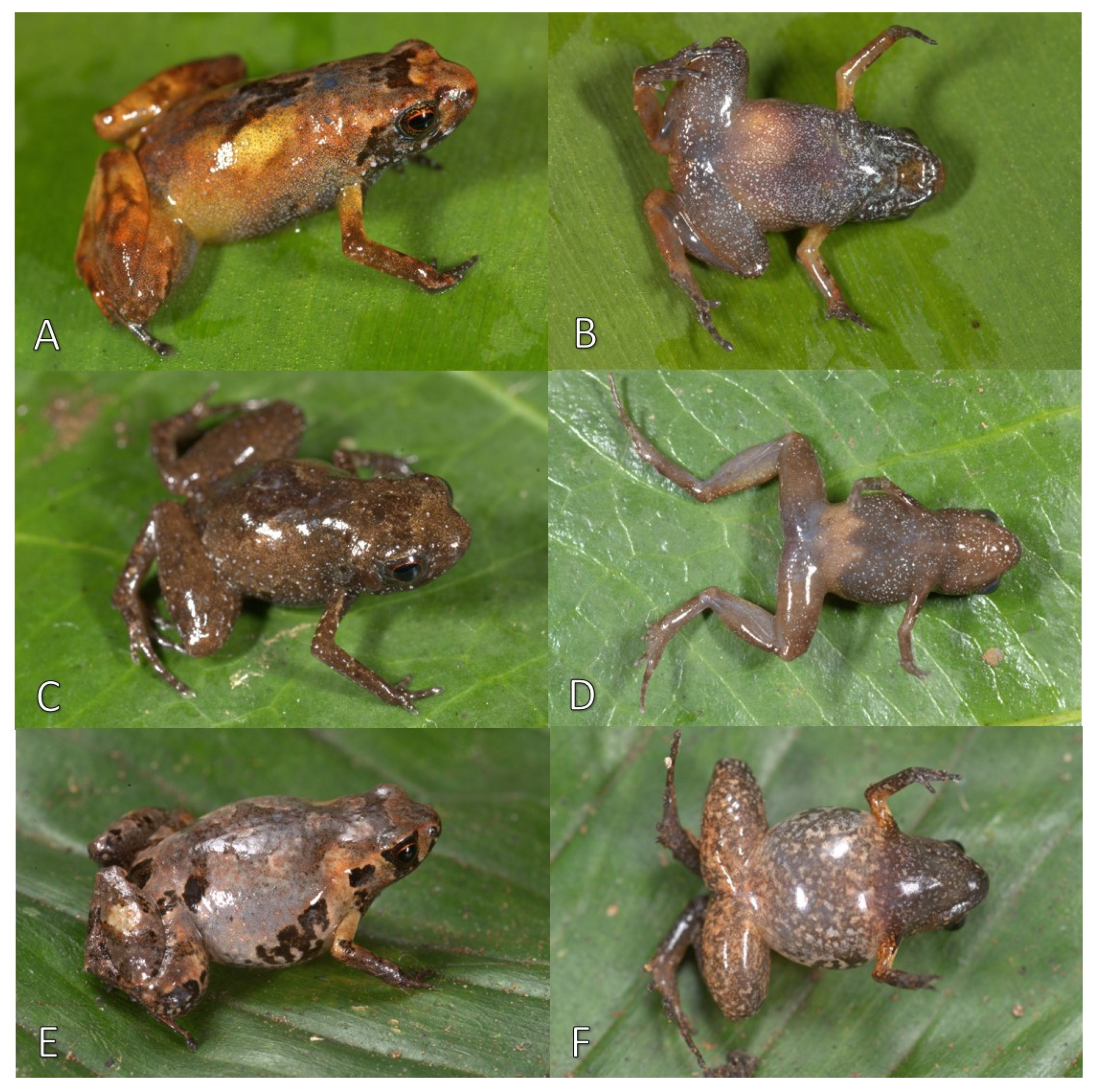 Diversity 11 00145 g009