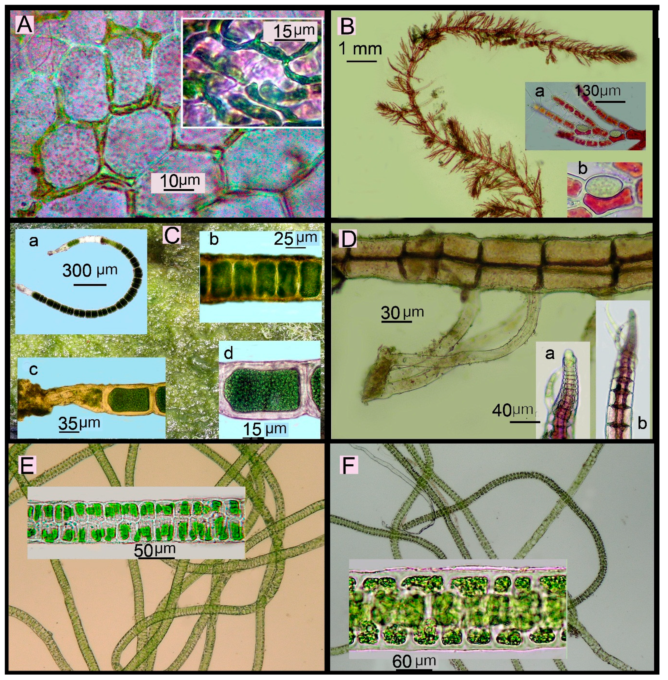 Diversity 11 00158 g006