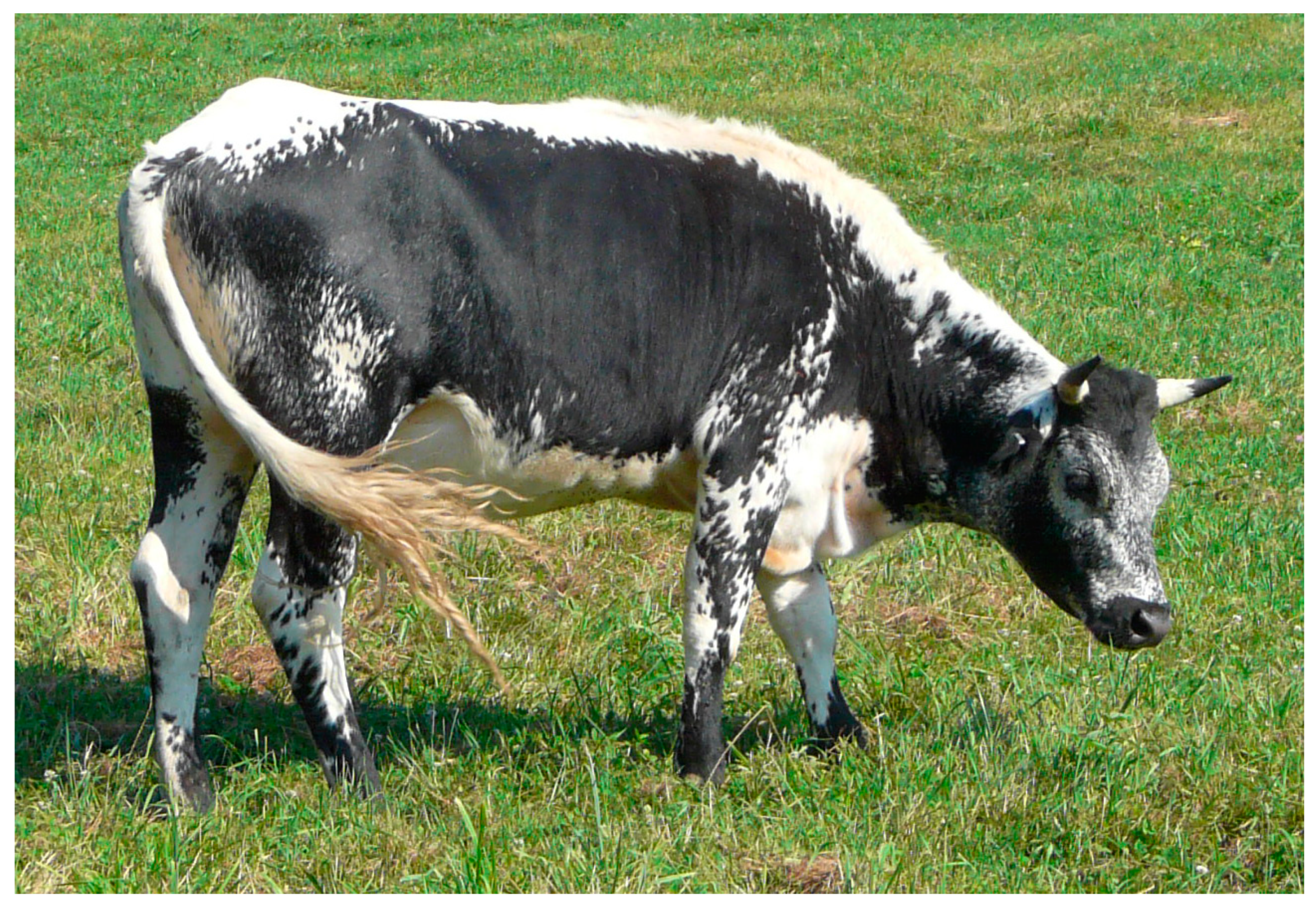 Diversity 11 00177 g005