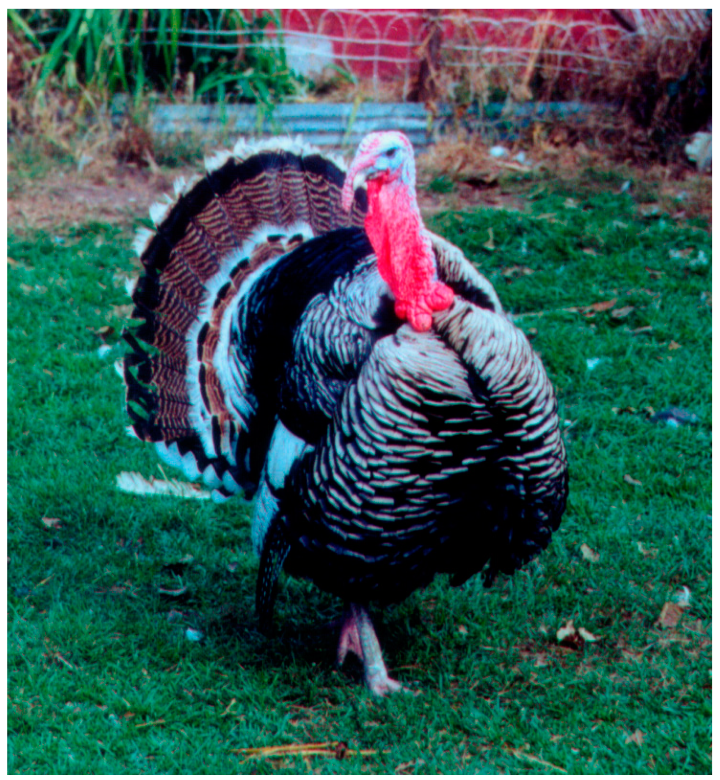 Diversity 11 00177 g006