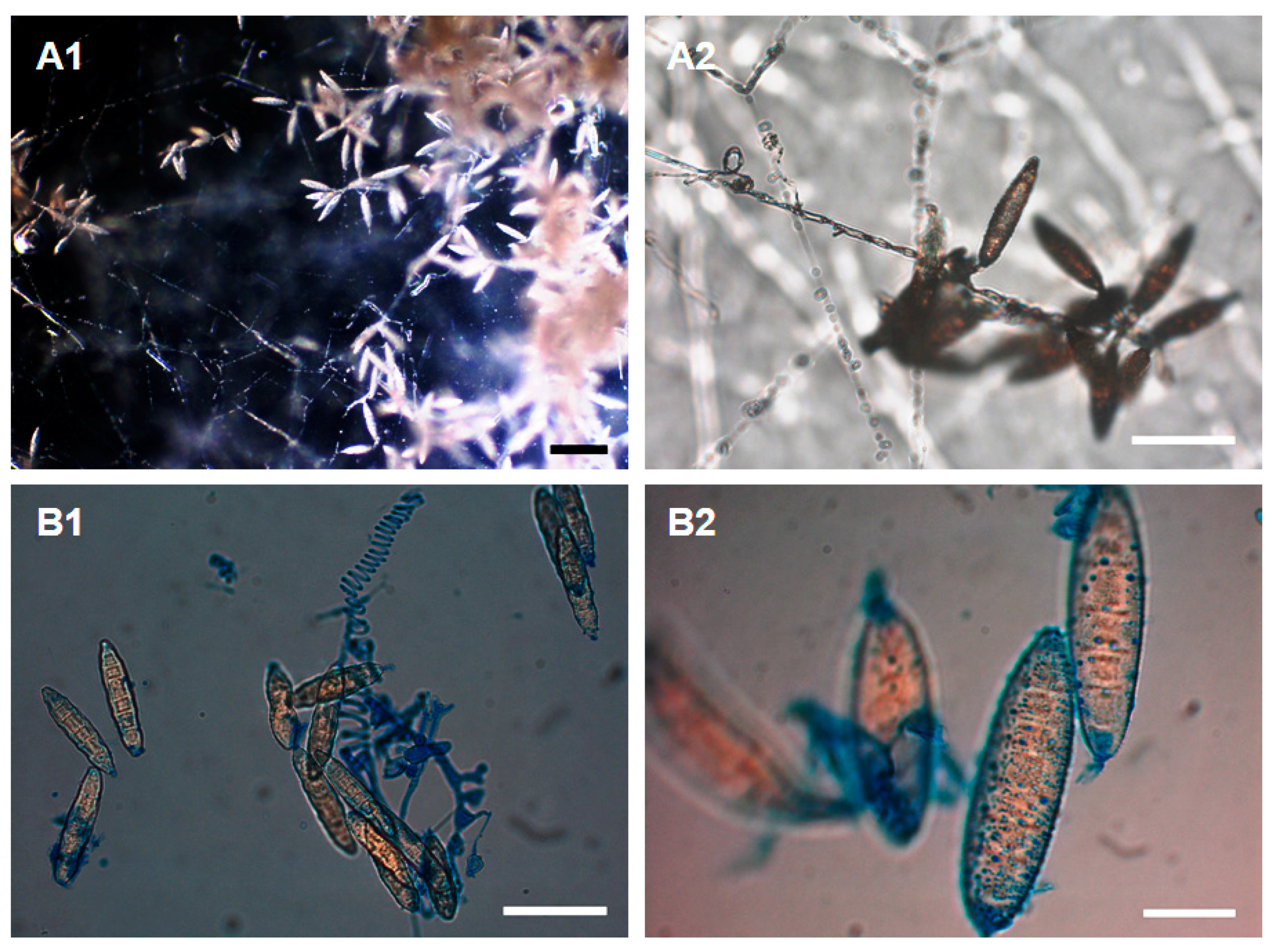 Diversity 11 00191 g002