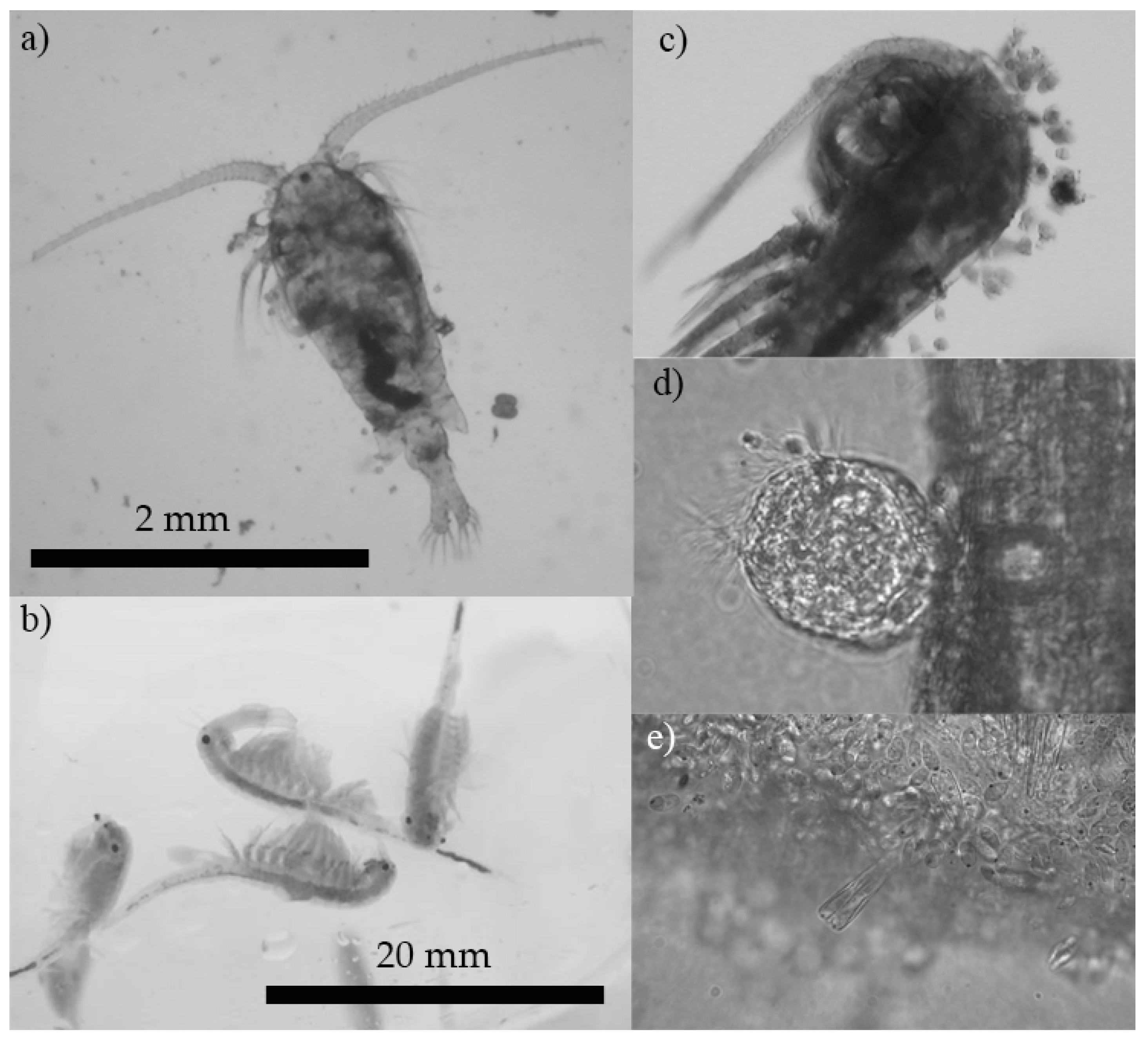 Diversity 11 00201 g006