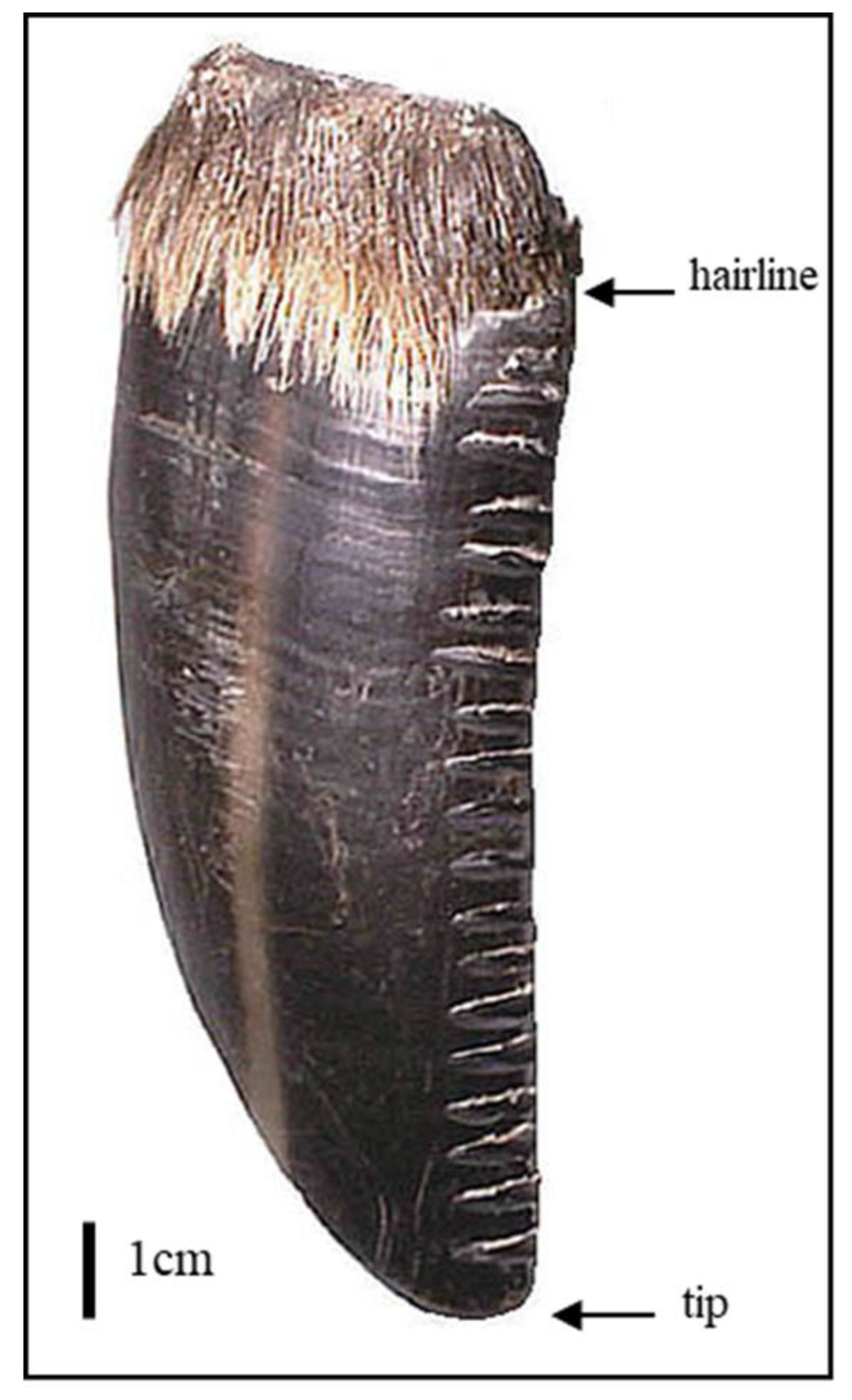 Diversity 11 00209 g002