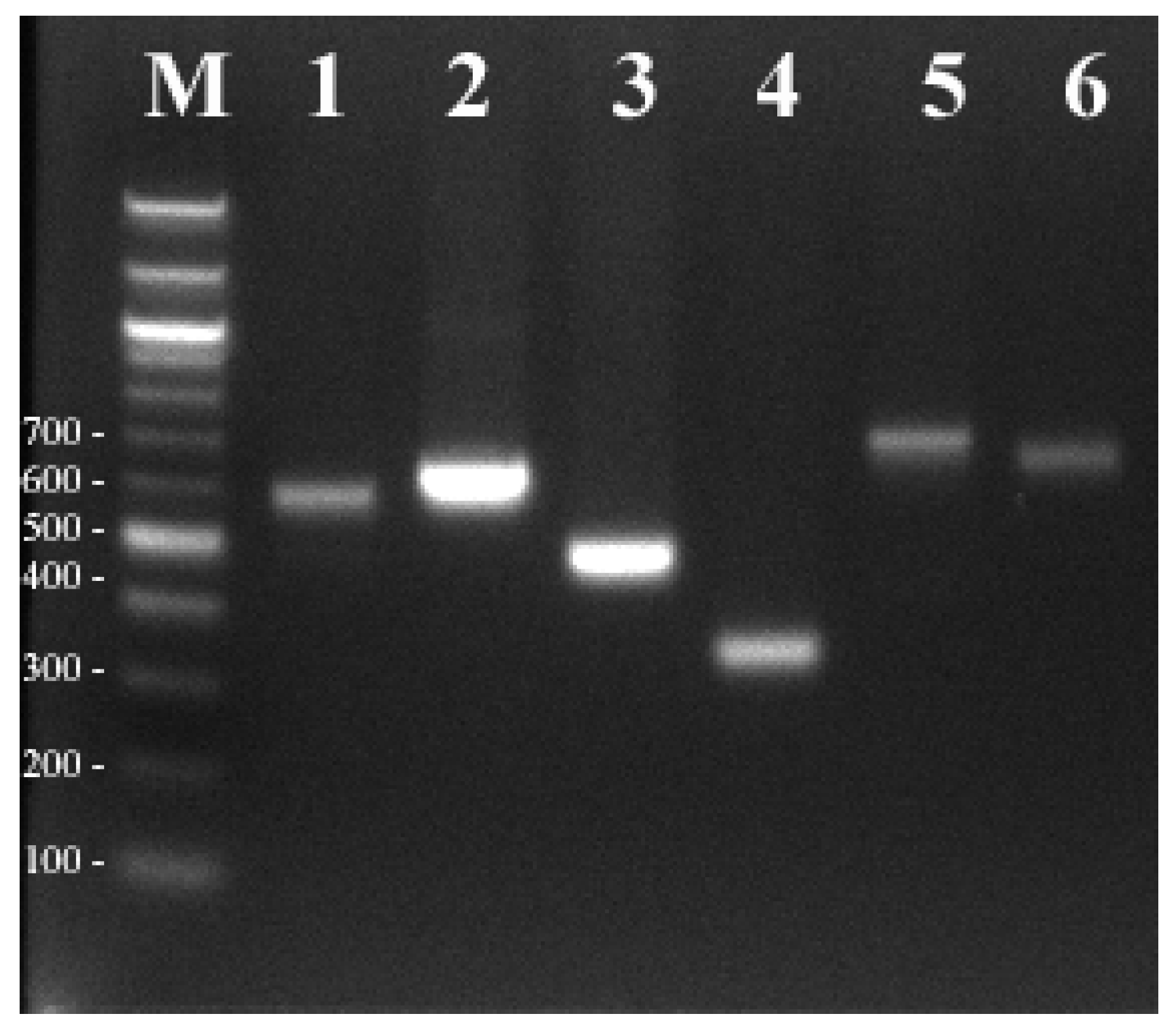 Diversity 11 00220 g004