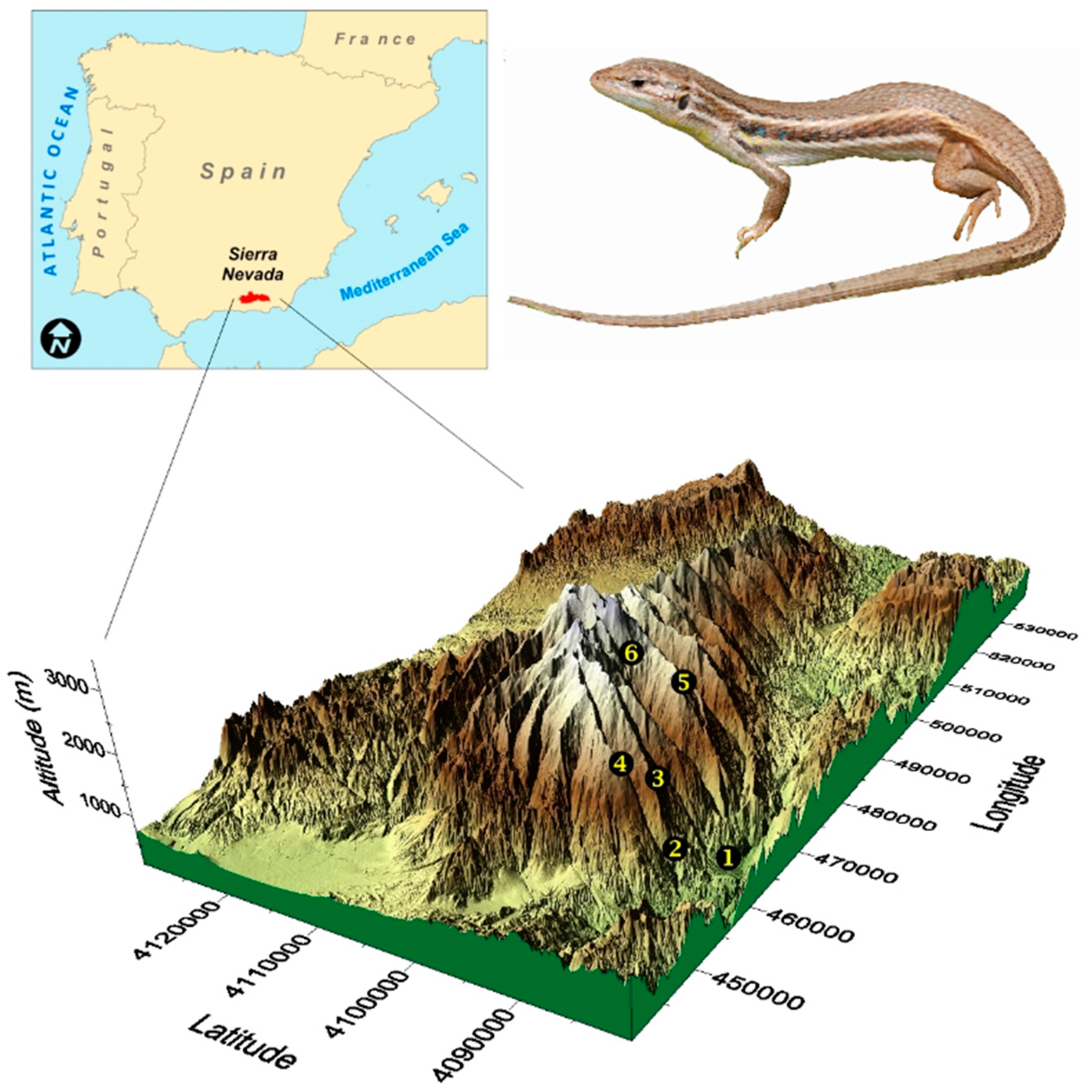 Diversity 11 00236 g001