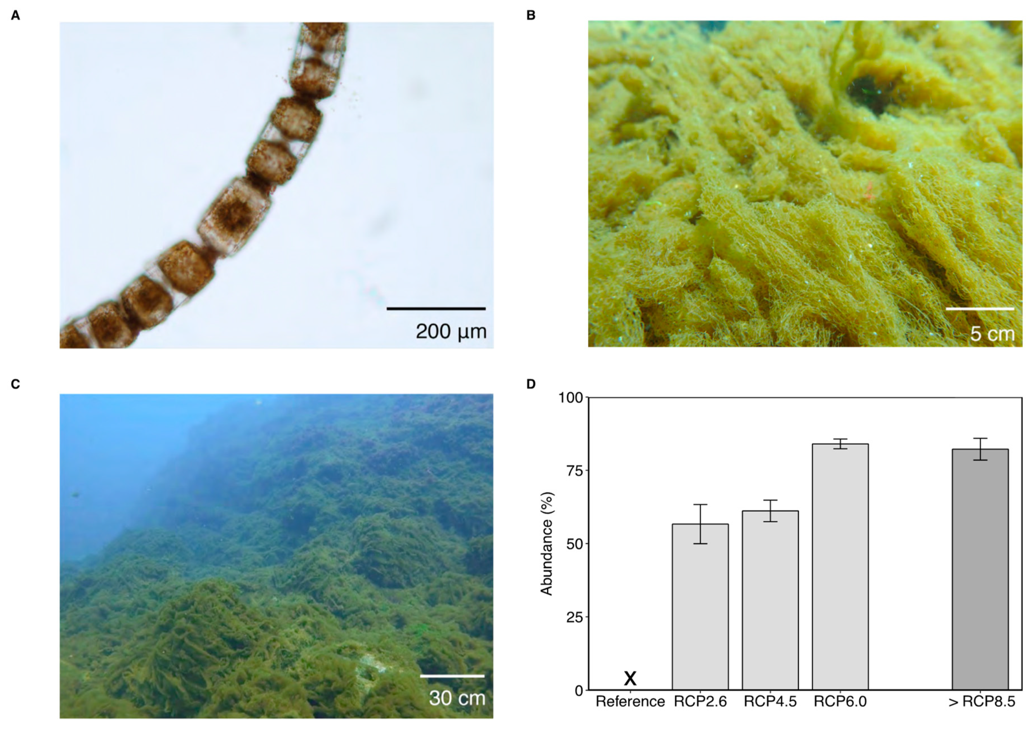 Diversity 11 00242 g001 Diversity 11 00242 g001