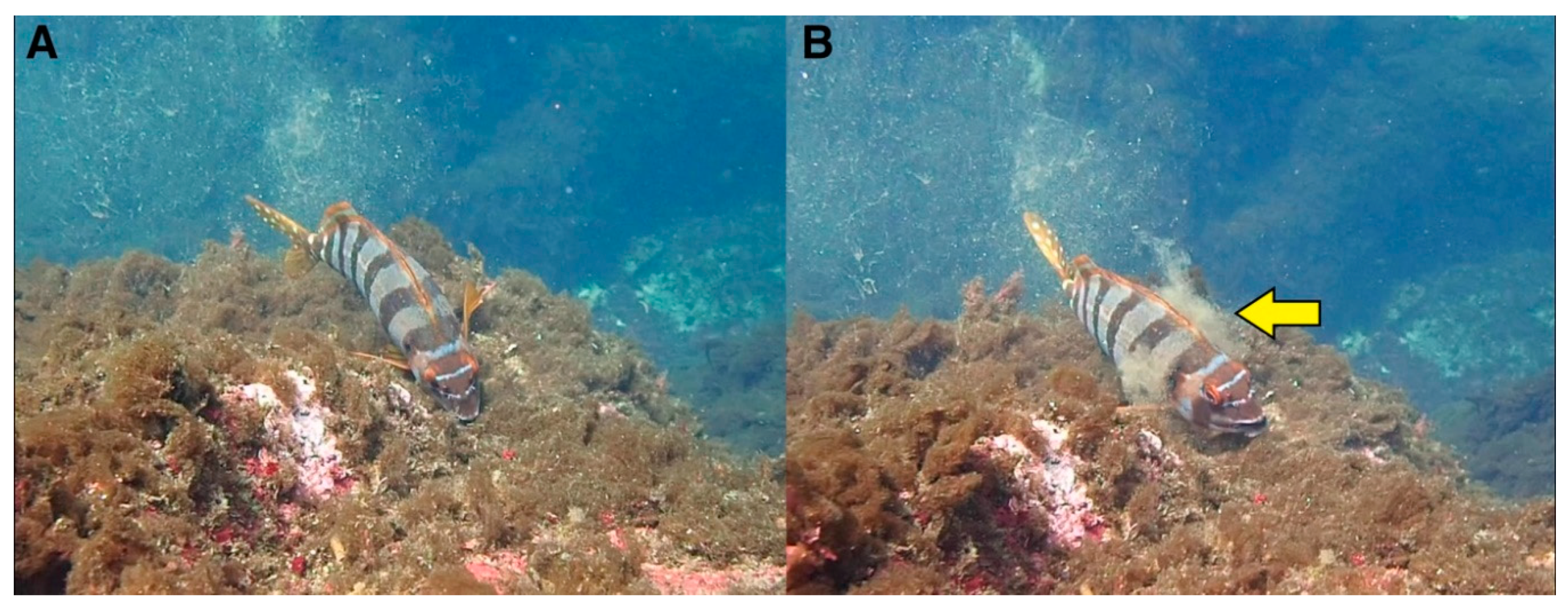 Diversity 11 00242 g004 Diversity 11 00242 g004