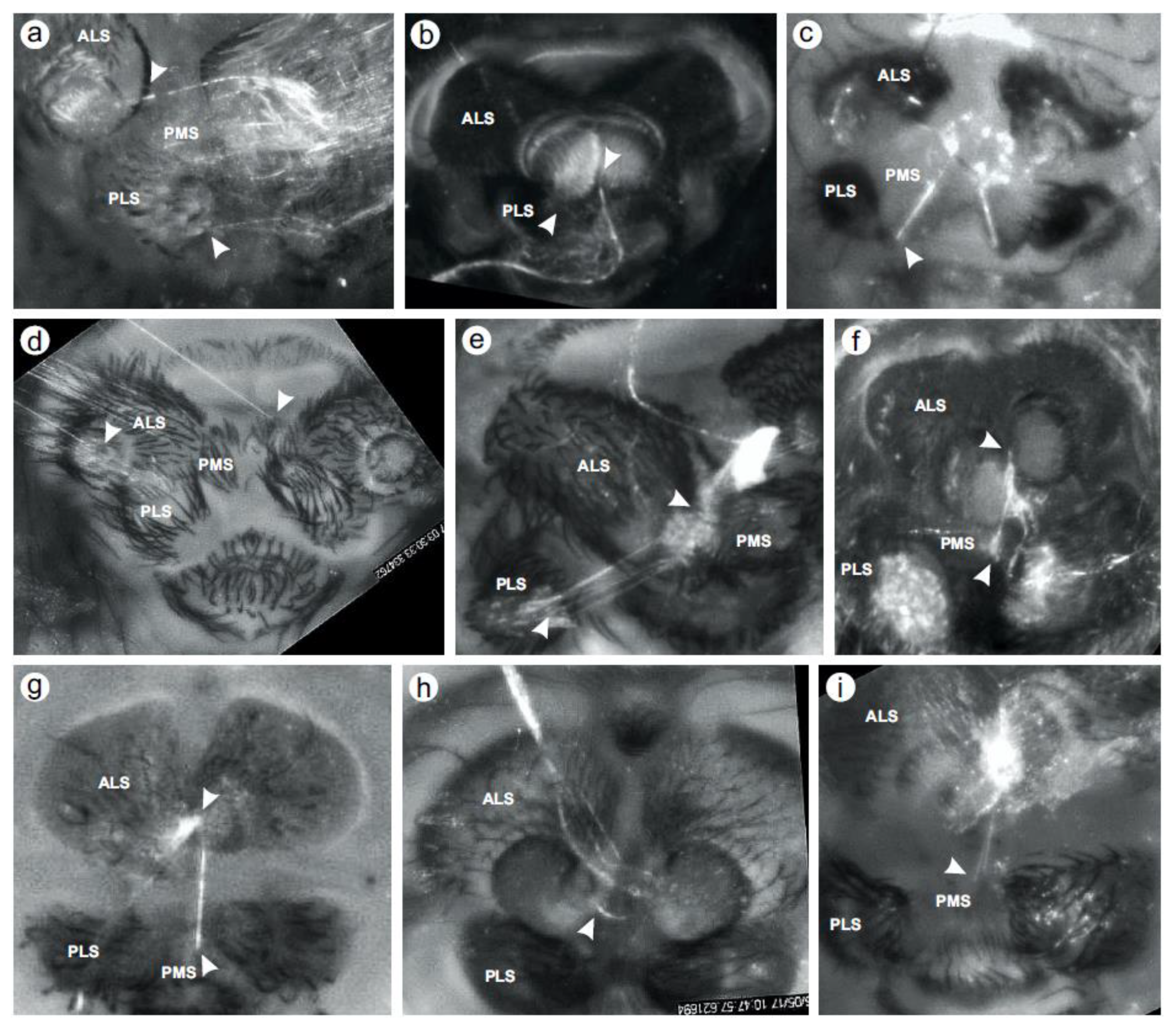Diversity 12 00004 g001