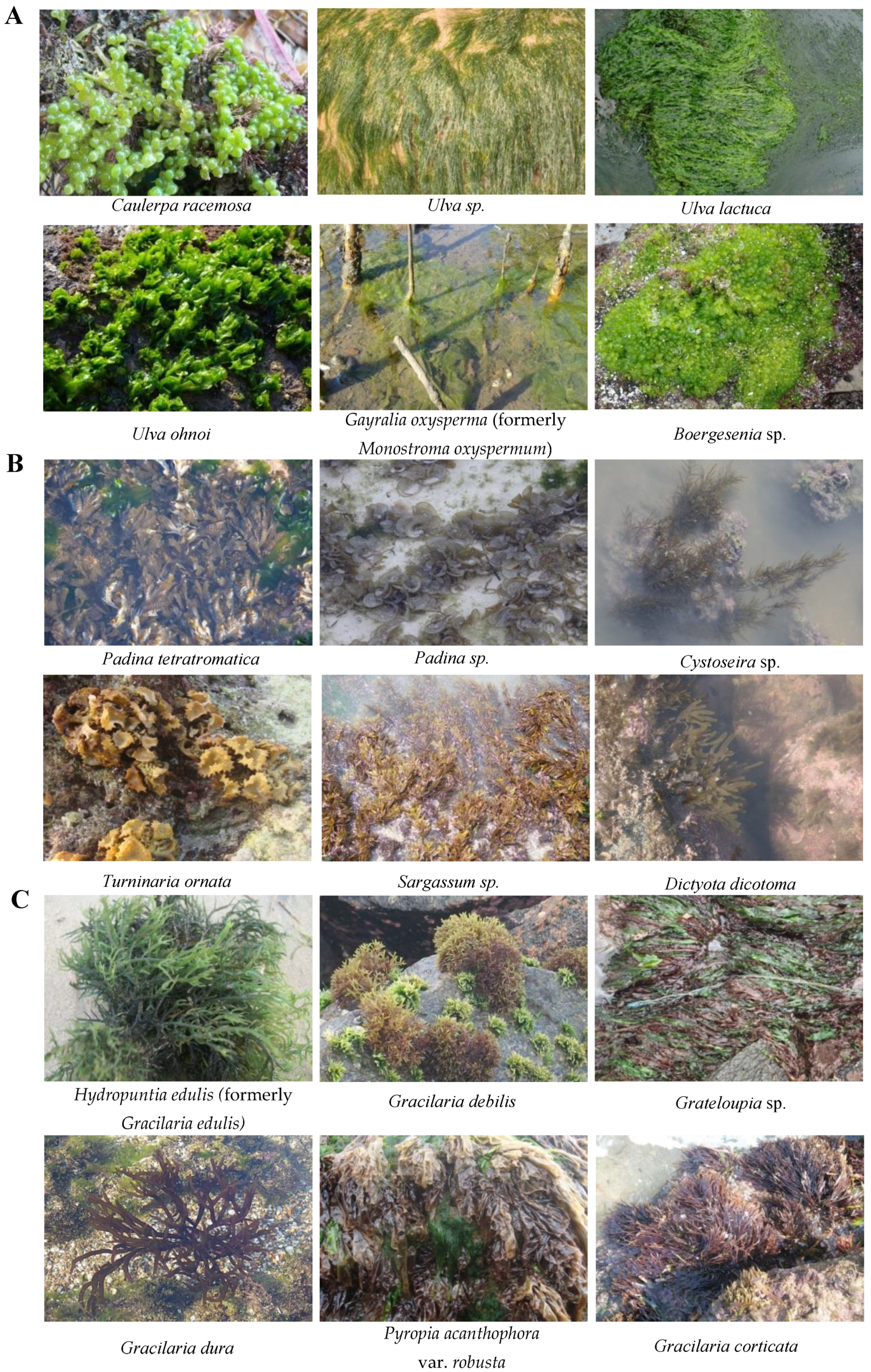 Diversity 12 00013 g001