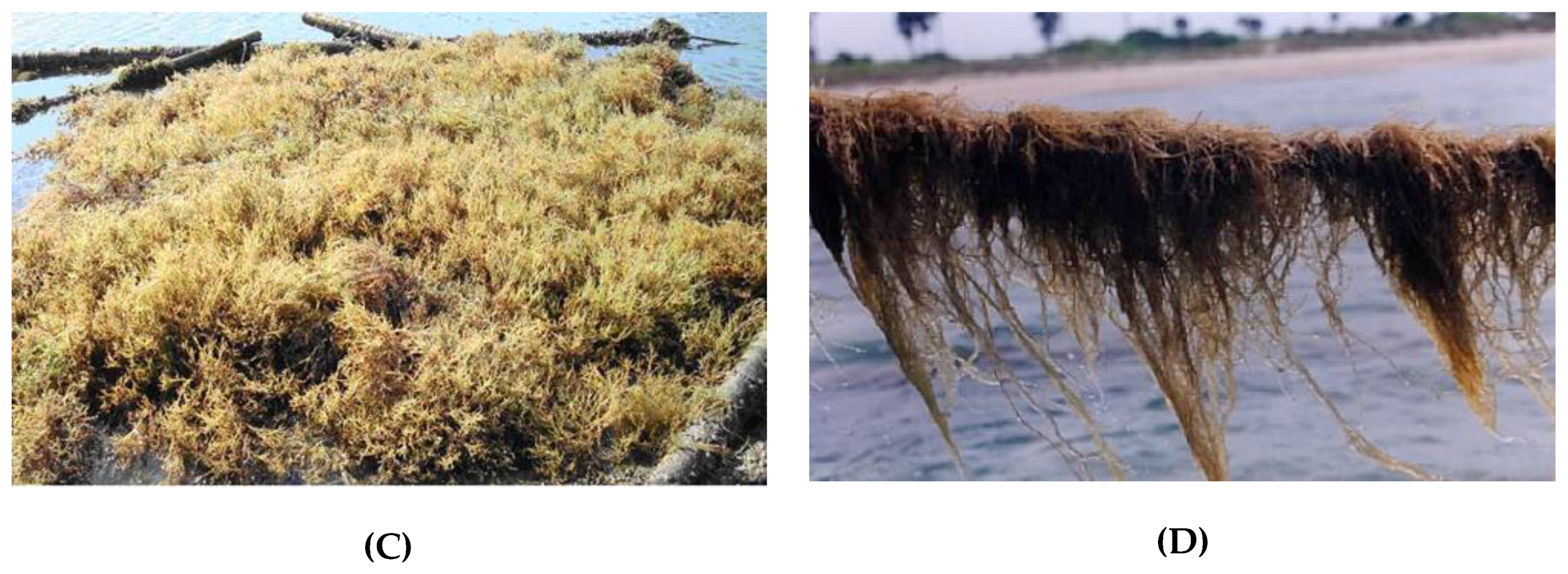 Diversity 12 00013 g004b