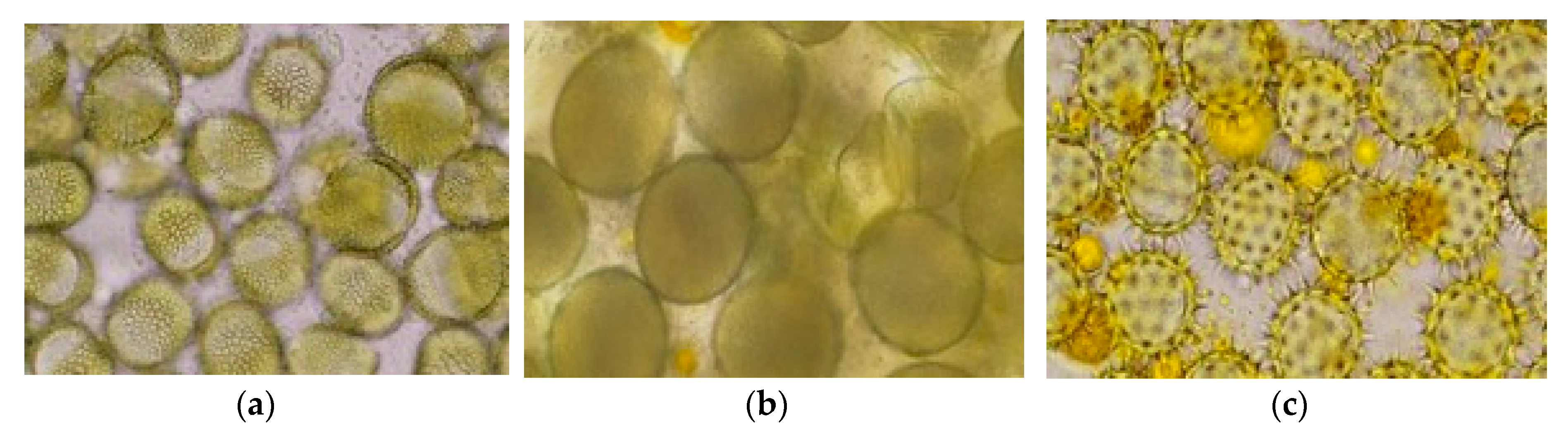 Diversity 12 00024 g003 Diversity 12 00024 g003