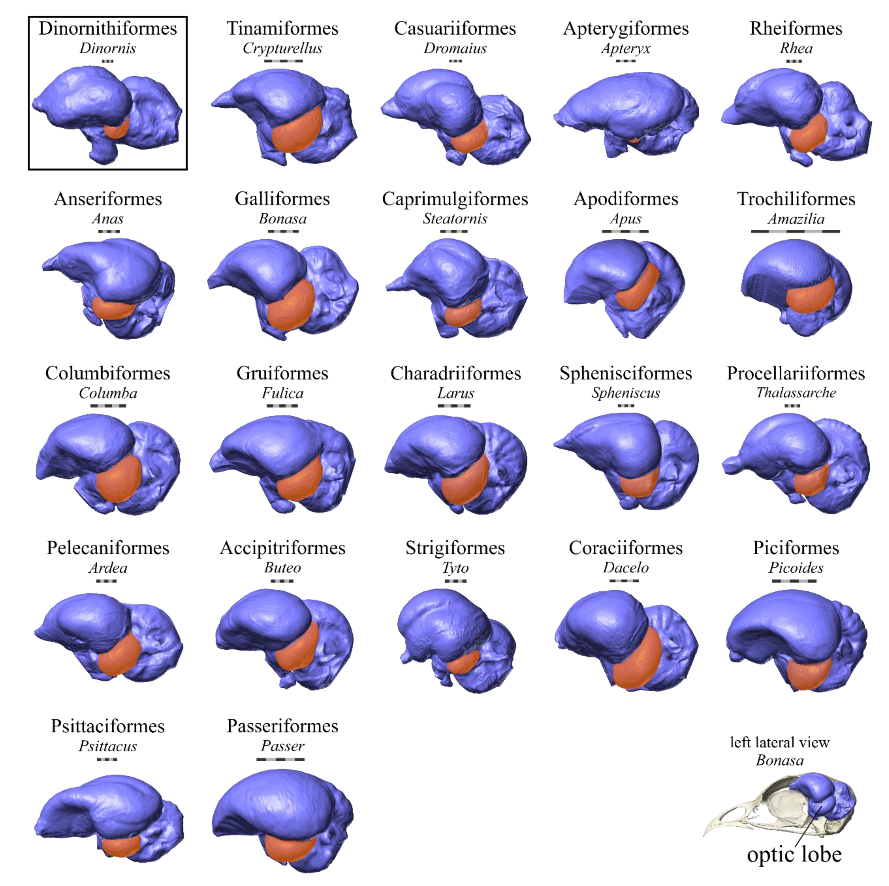 Diversity 12 00034 g006 Diversity 12 00034 g006