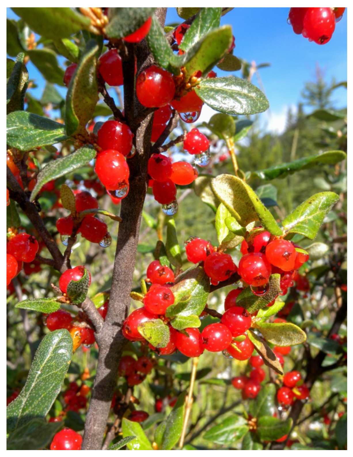 Diversity 12 00037 g001