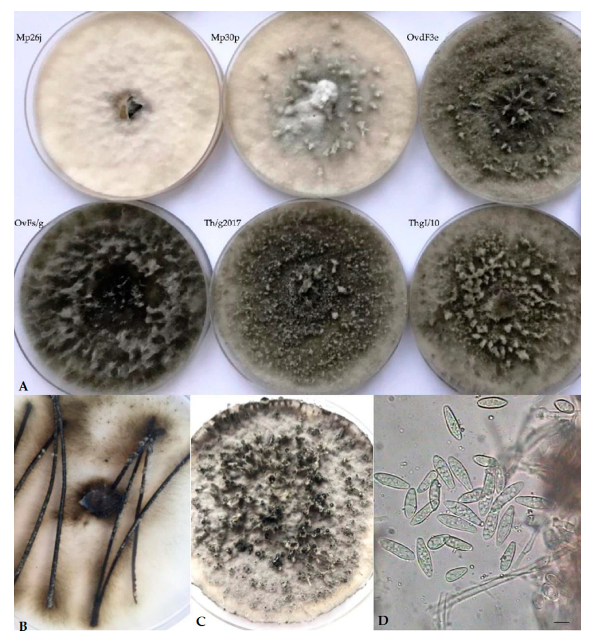 Diversity 12 00041 g001