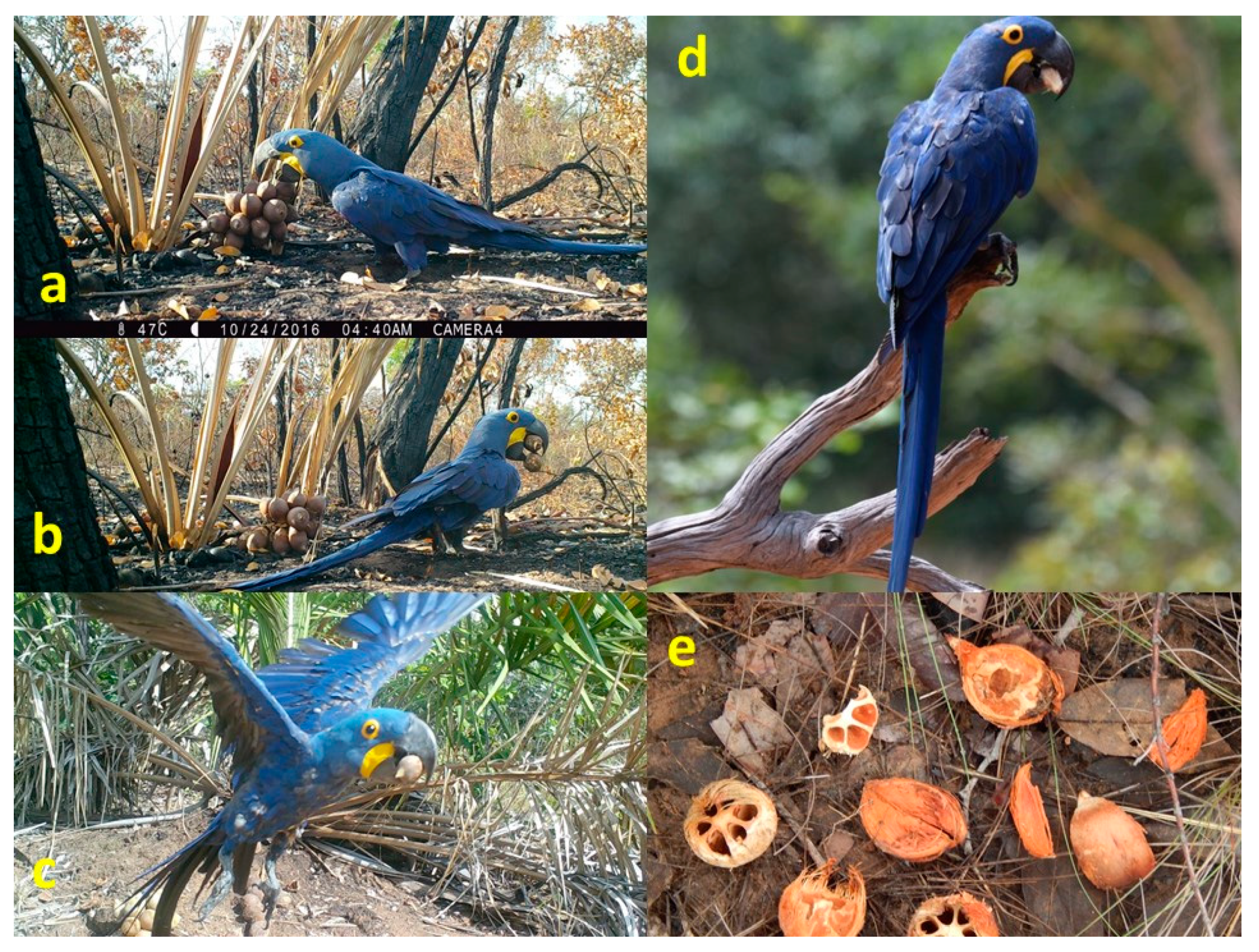 Diversity 12 00045 g003