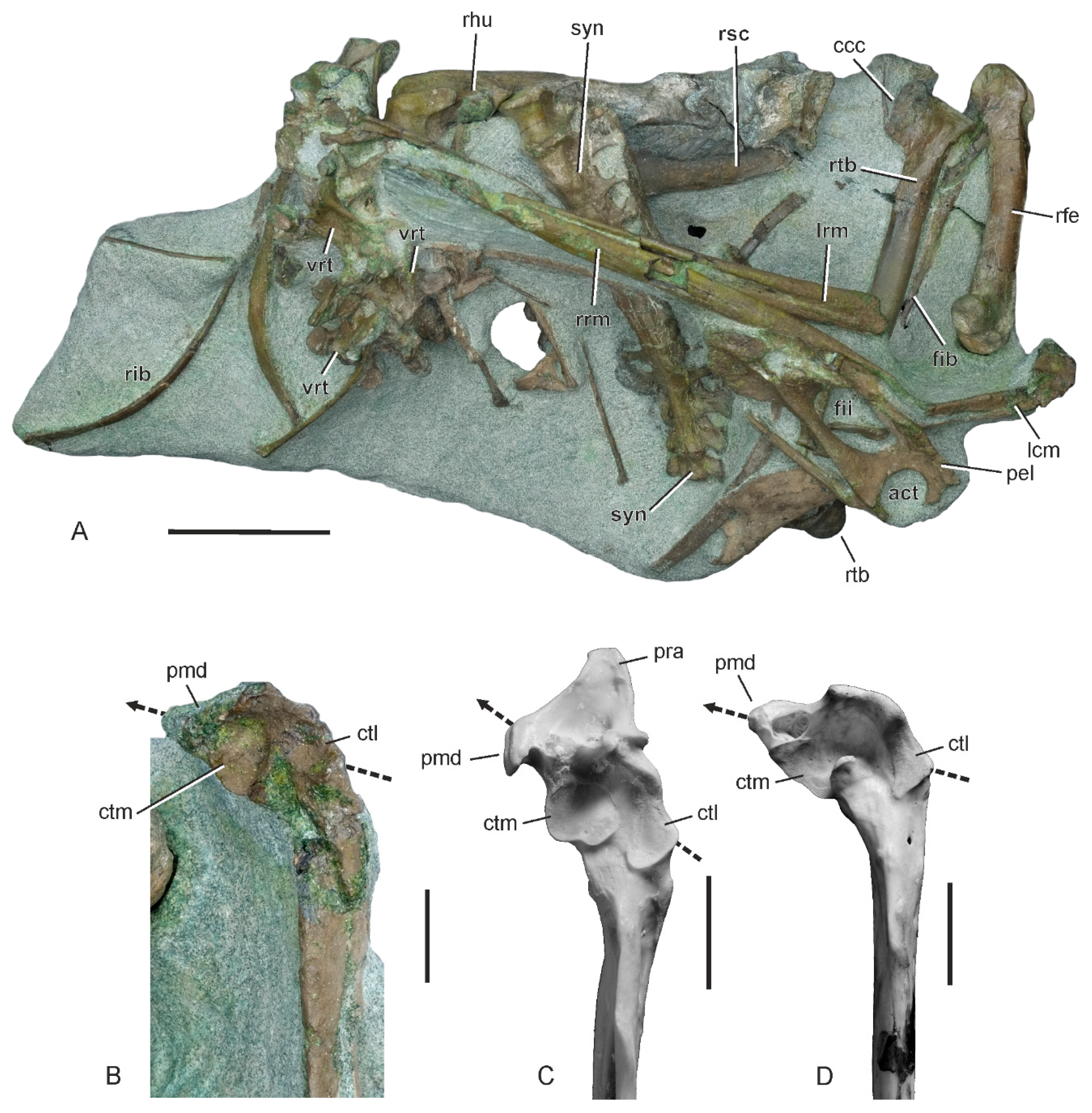 Diversity 12 00046 g002