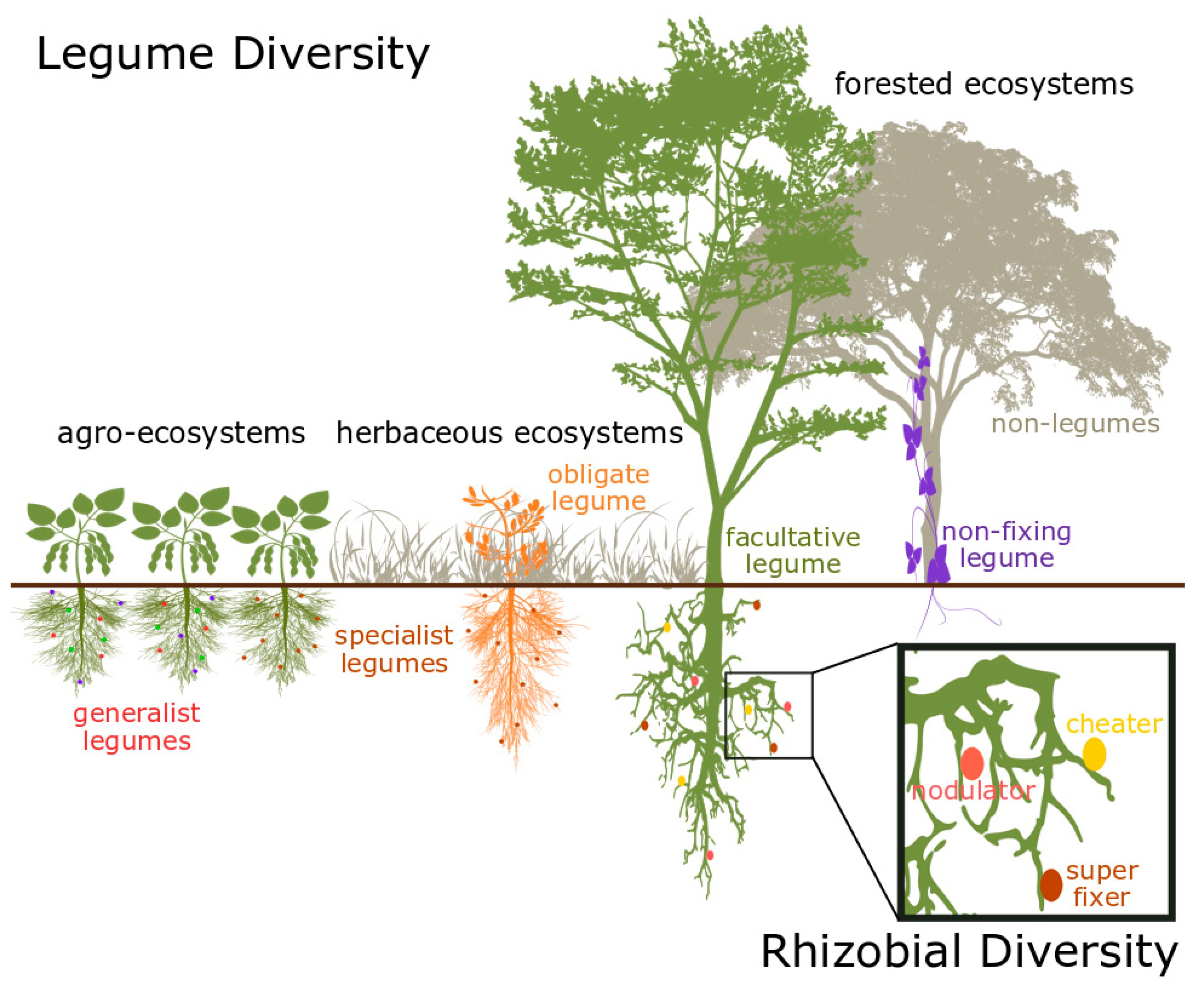 Diversity 12 00050 g001 Diversity 12 00050 g001