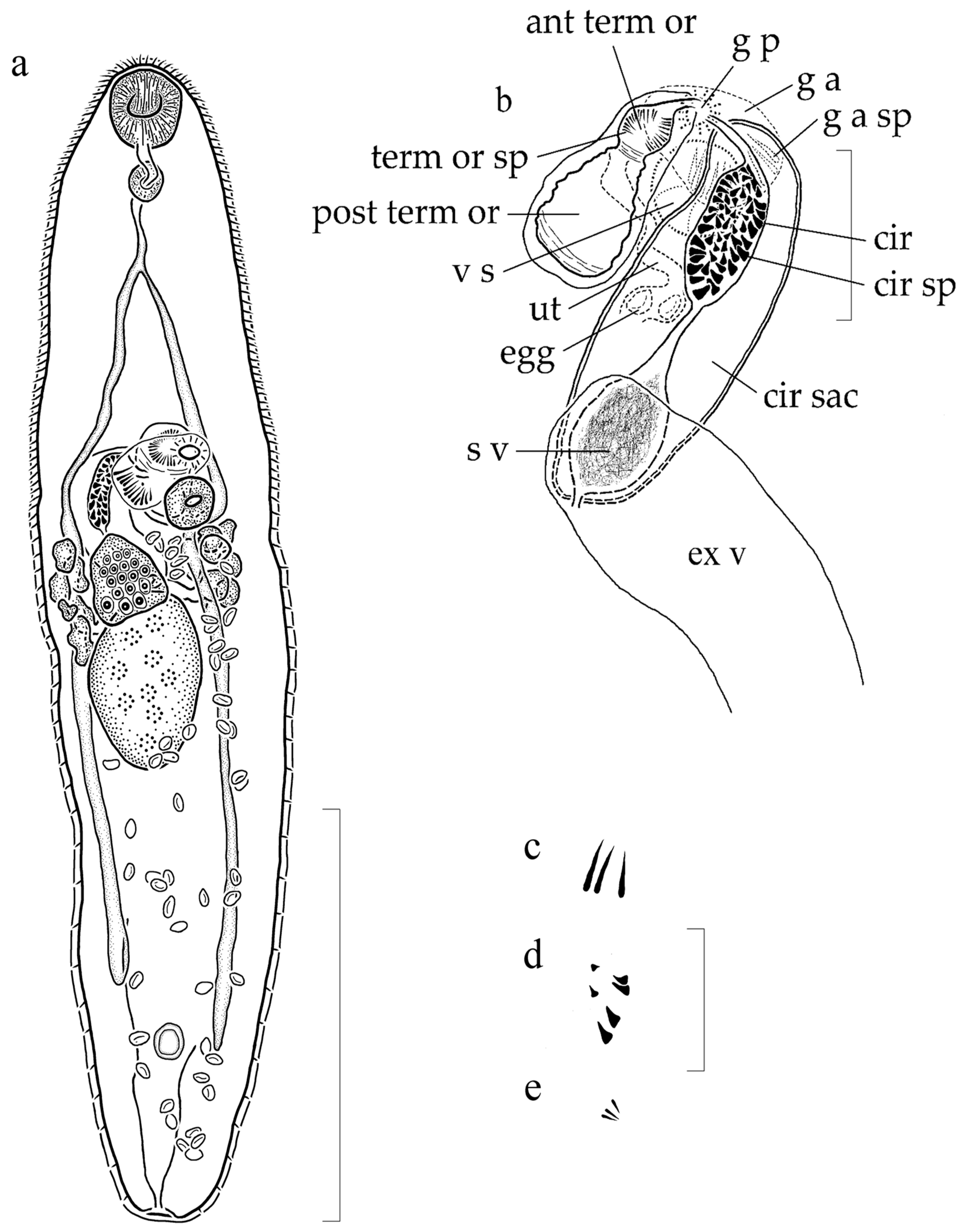 Diversity 12 00051 g001