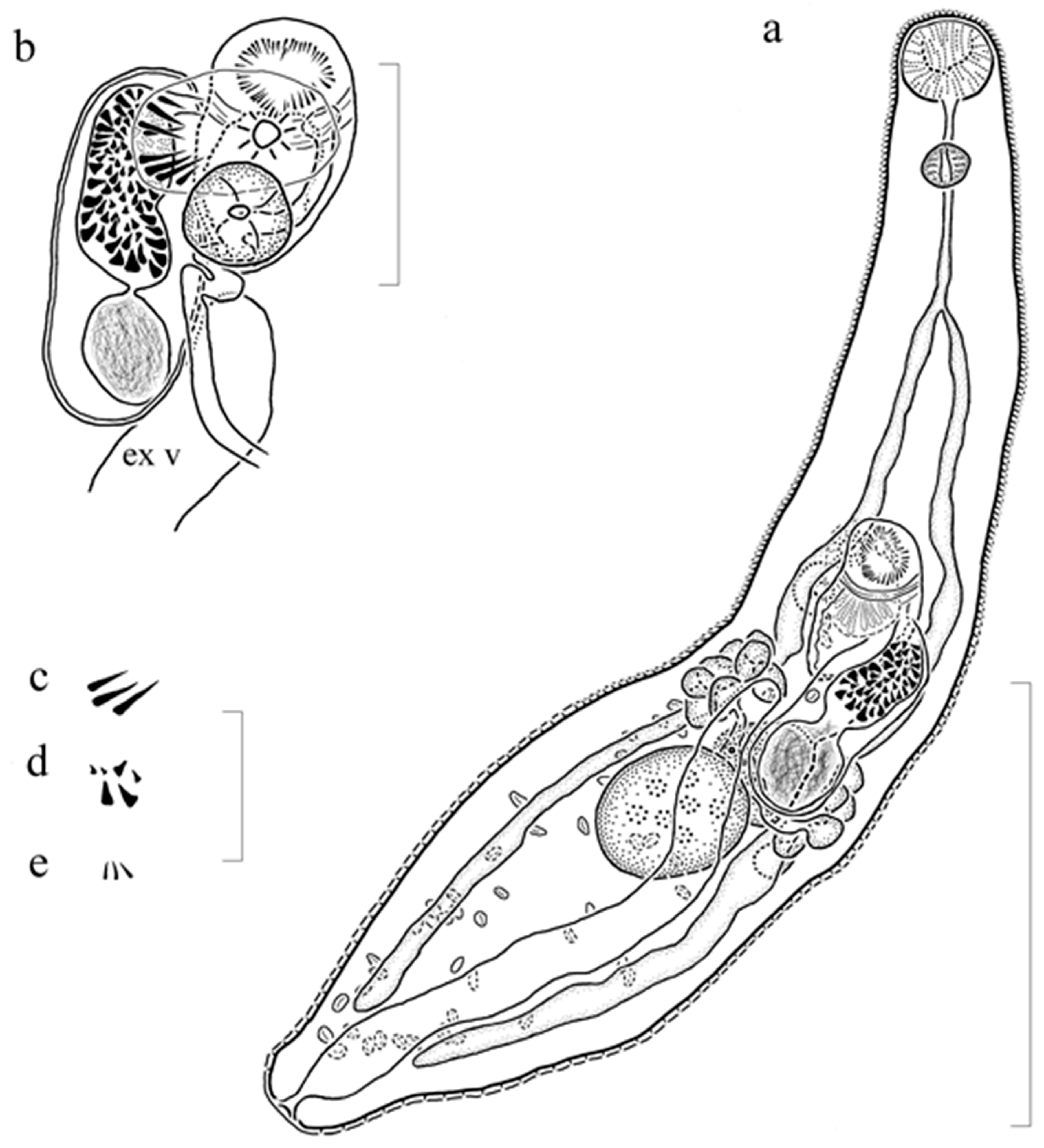 Diversity 12 00051 g002