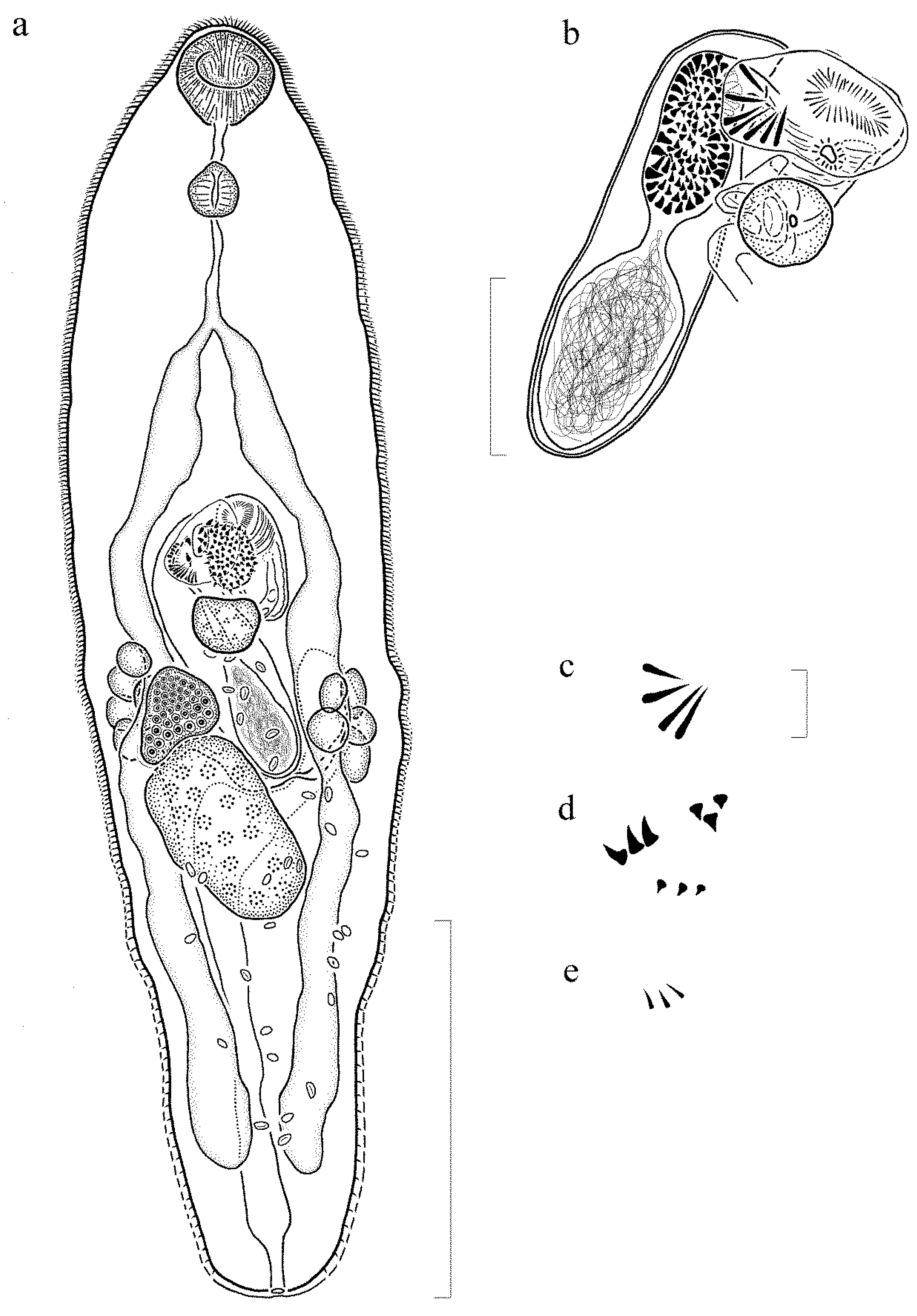 Diversity 12 00051 g003