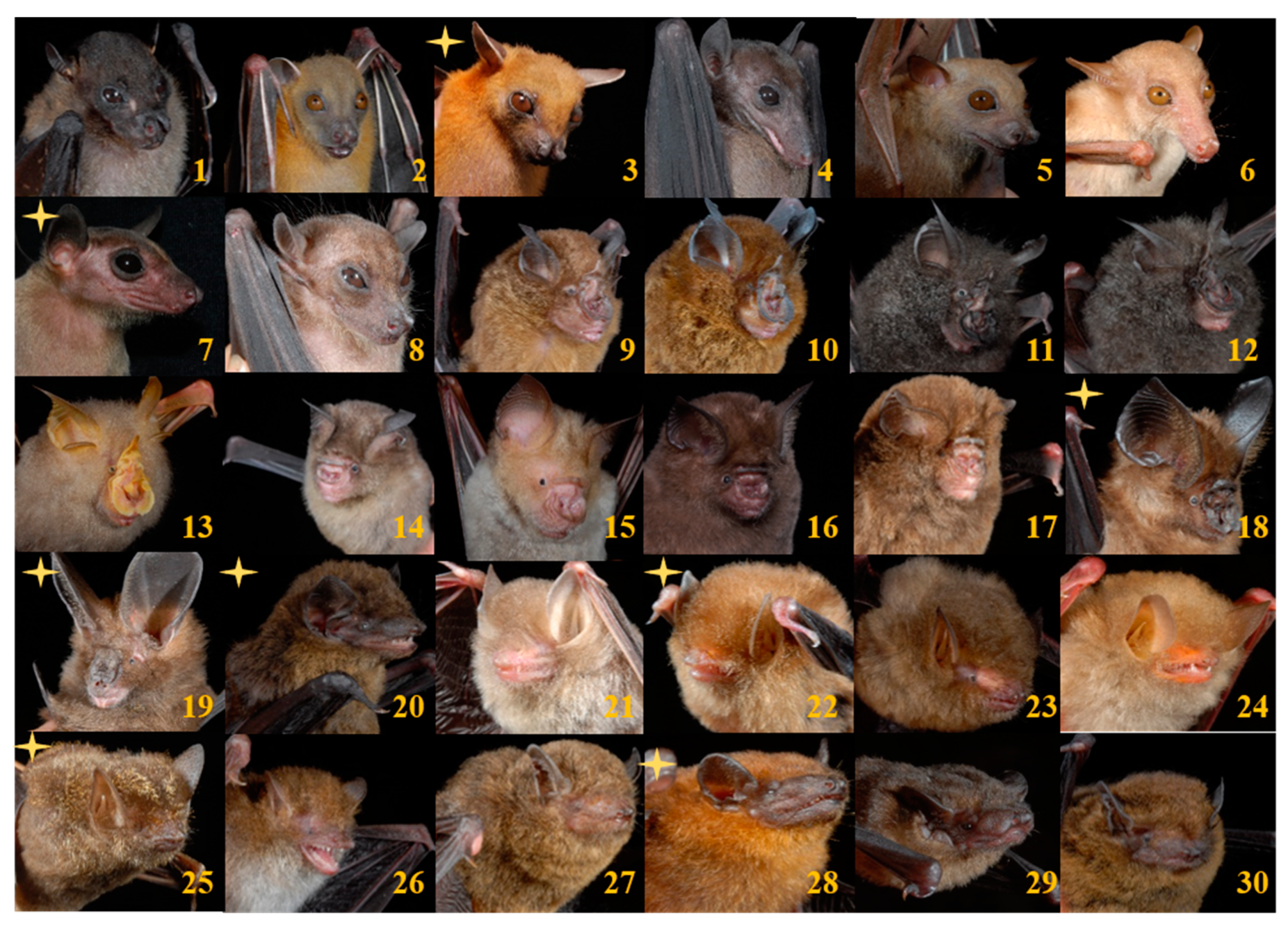 Diversity 12 00060 g002