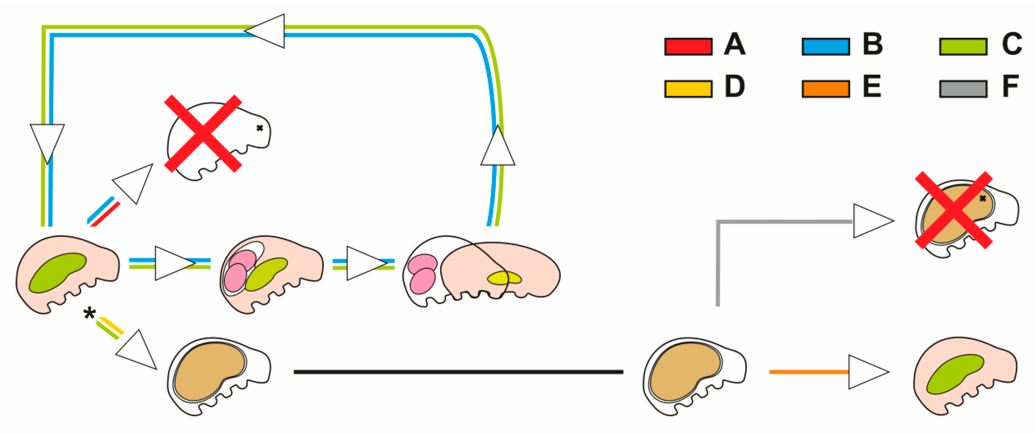 Diversity 12 00062 g001