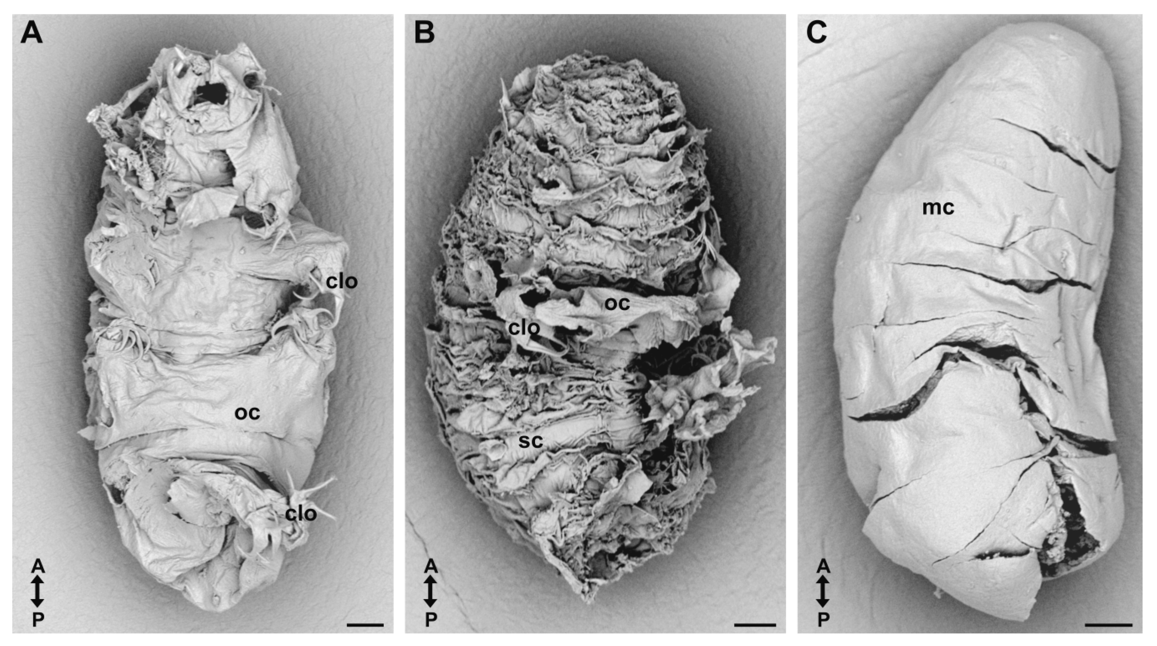 Diversity 12 00062 g003