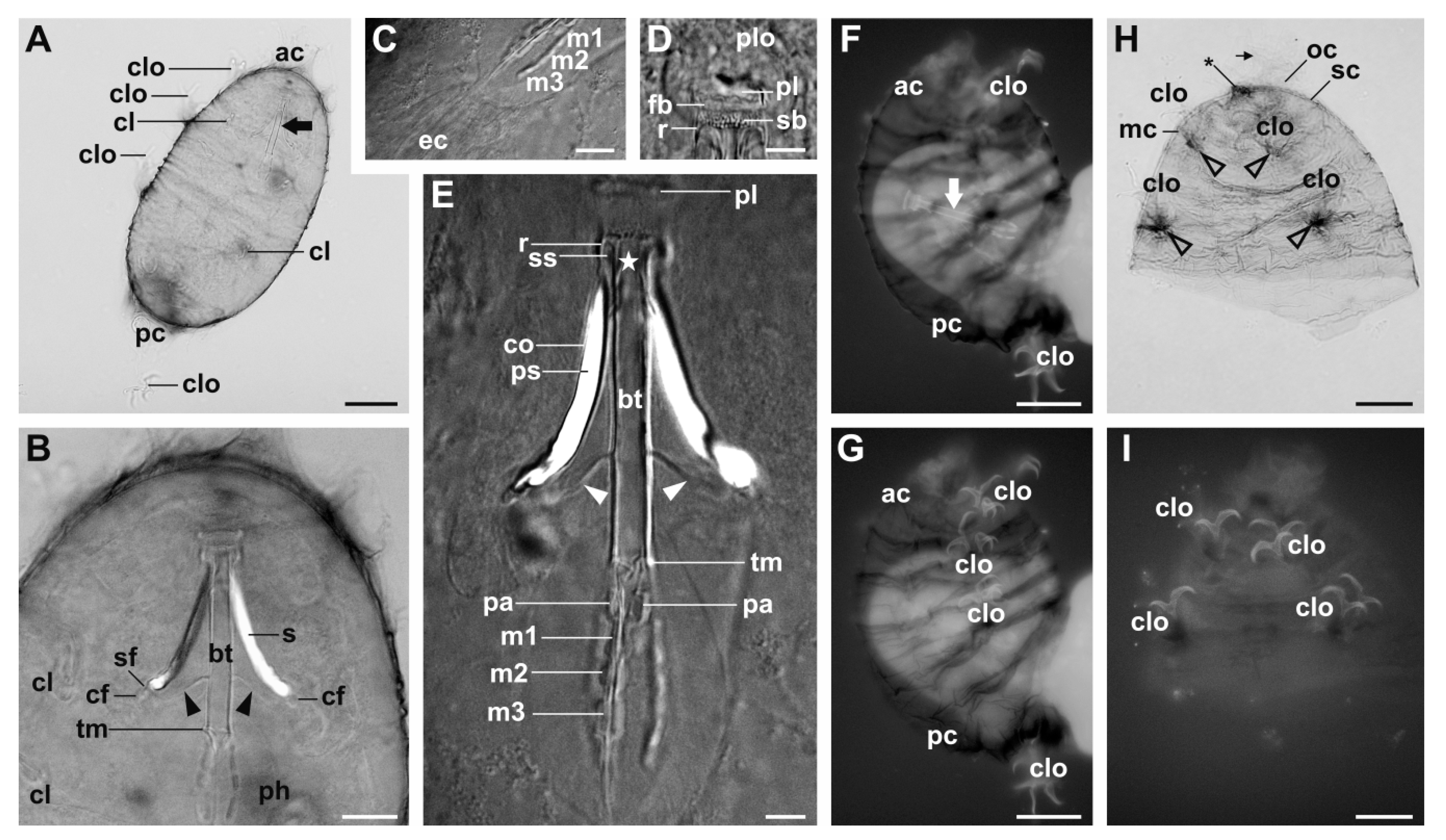 Diversity 12 00062 g006