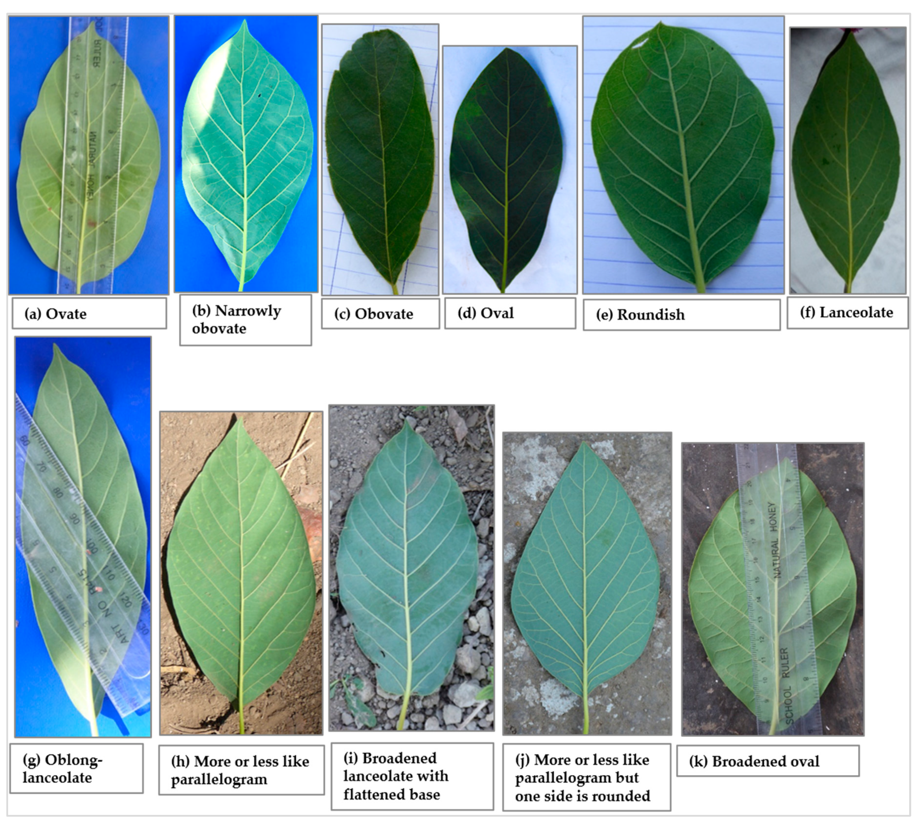 Diversity 12 00064 g005 Diversity 12 00064 g005