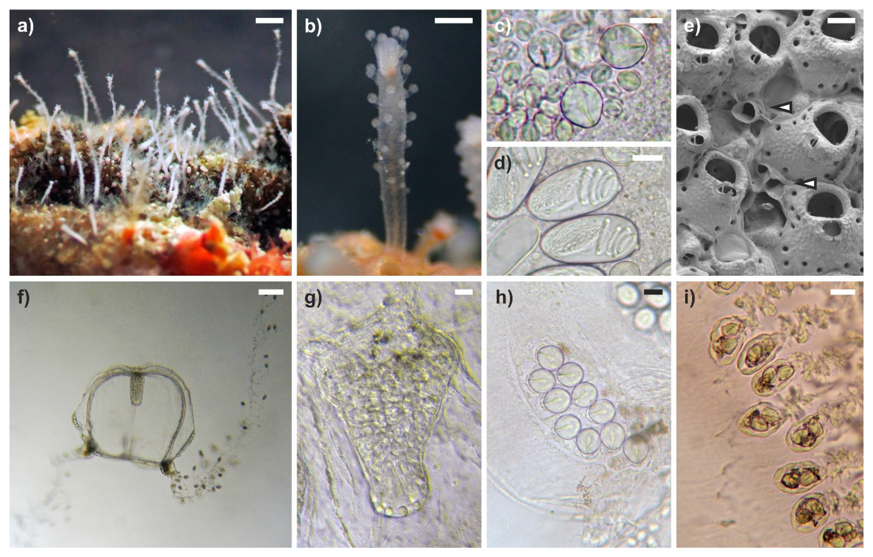 Diversity 12 00078 g001