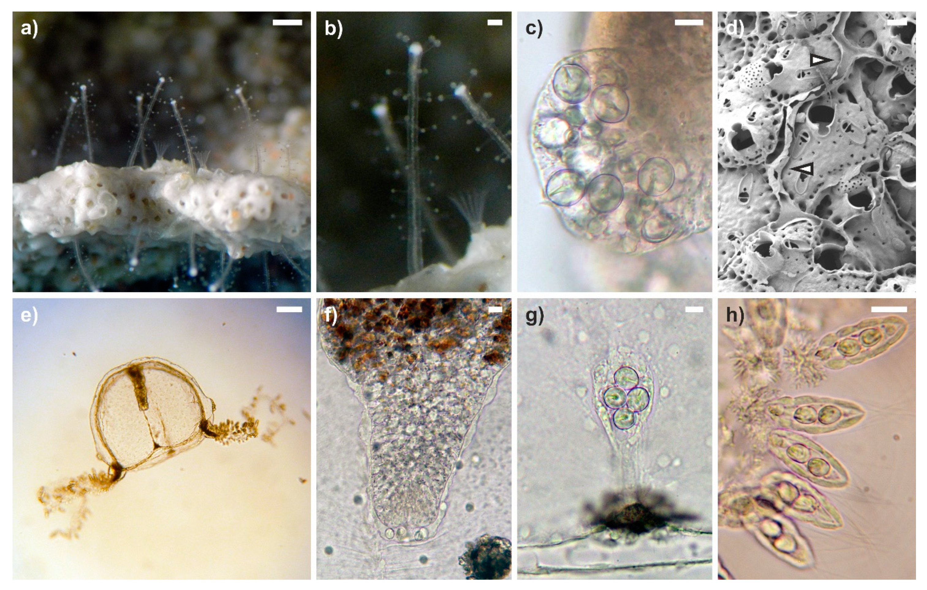 Diversity 12 00078 g002