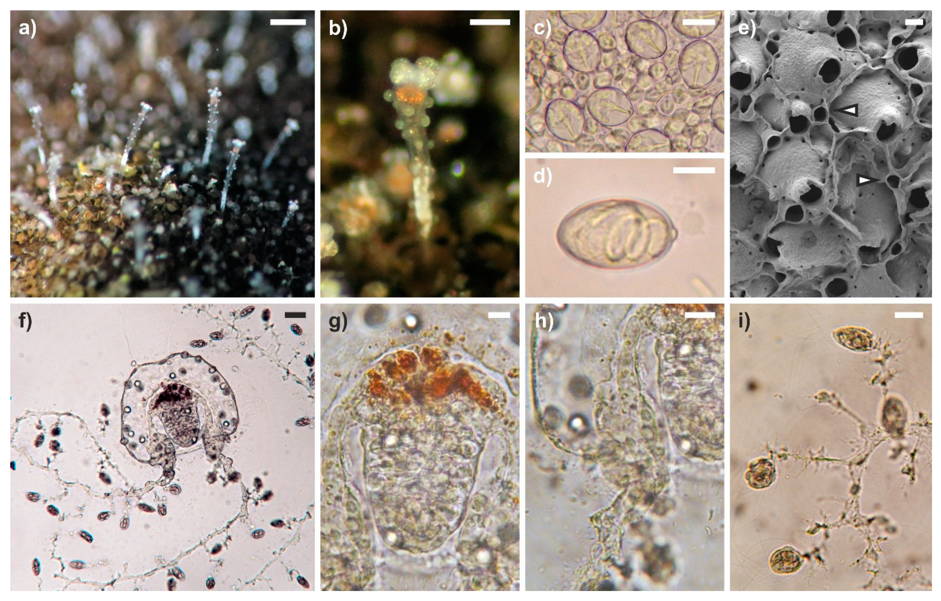 Diversity 12 00078 g003