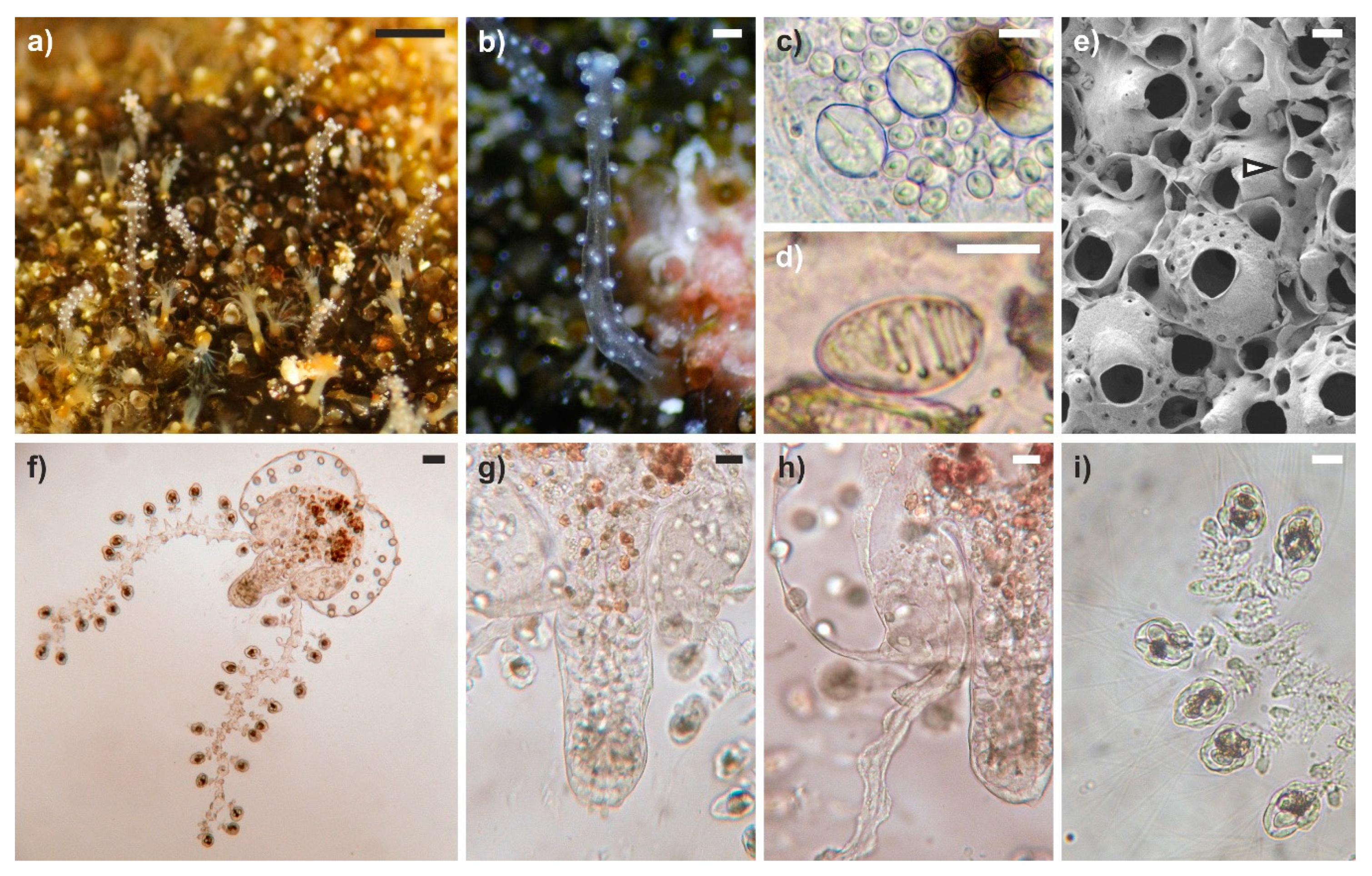 Diversity 12 00078 g004