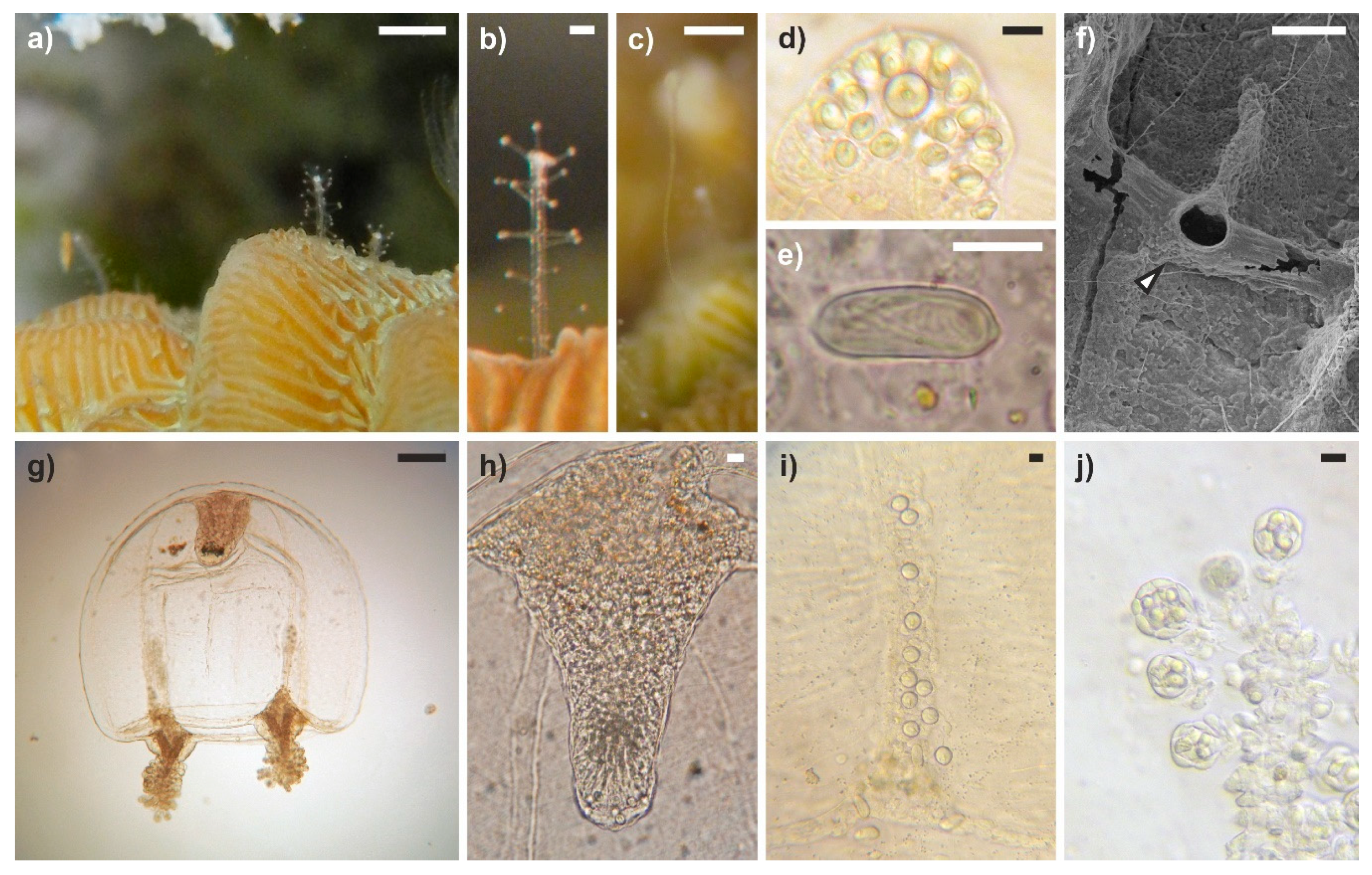 Diversity 12 00078 g005