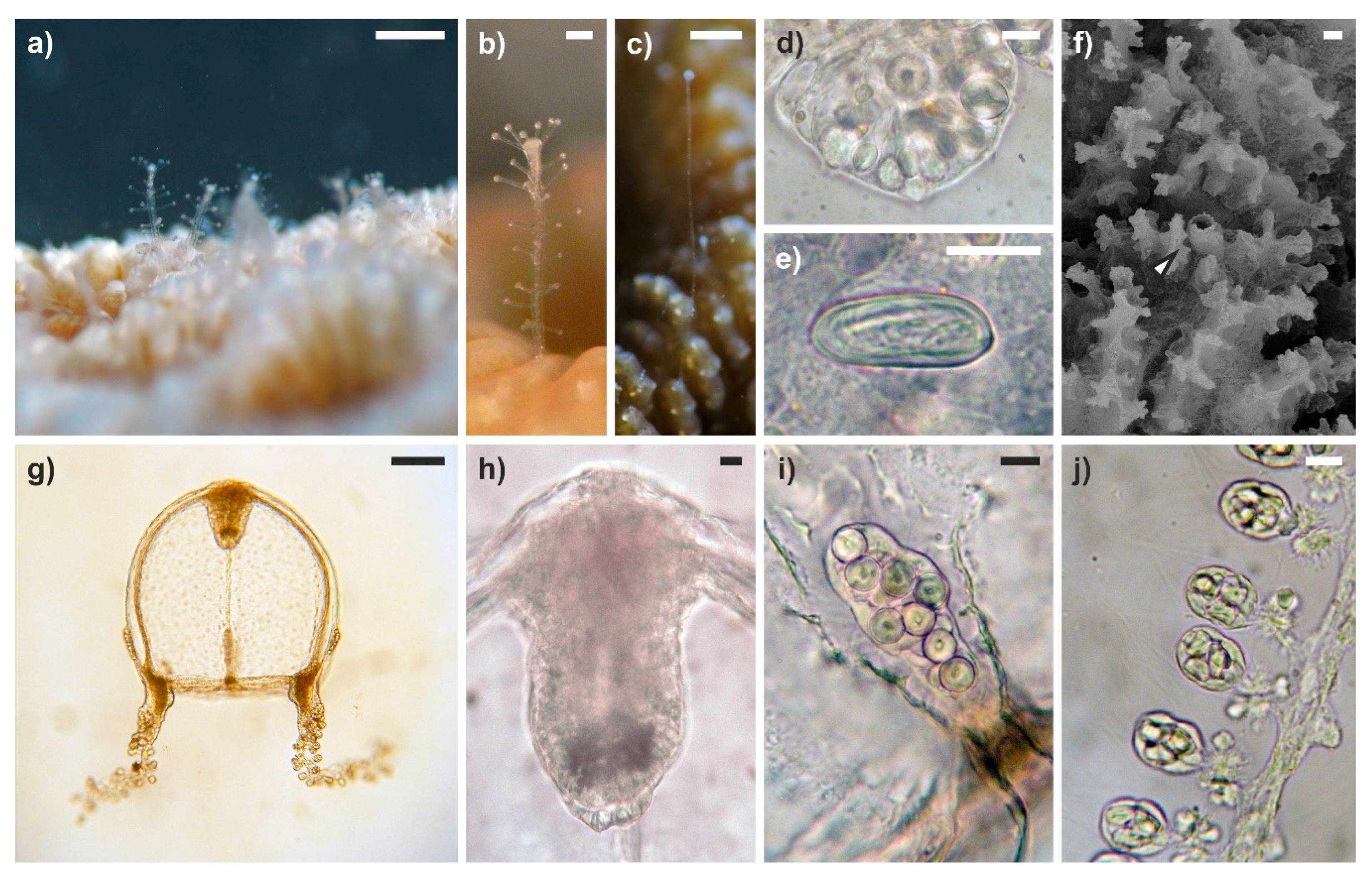 Diversity 12 00078 g006