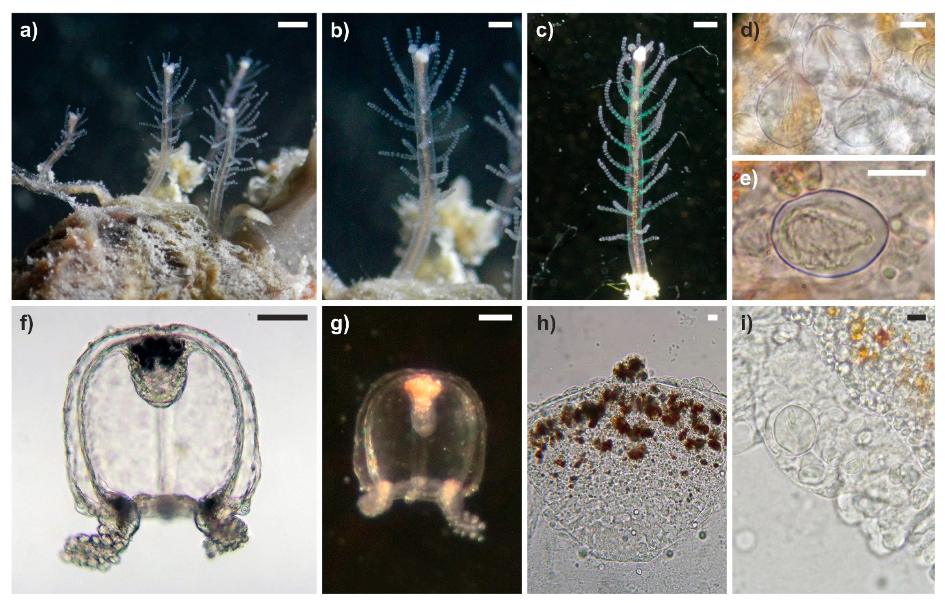 Diversity 12 00078 g007