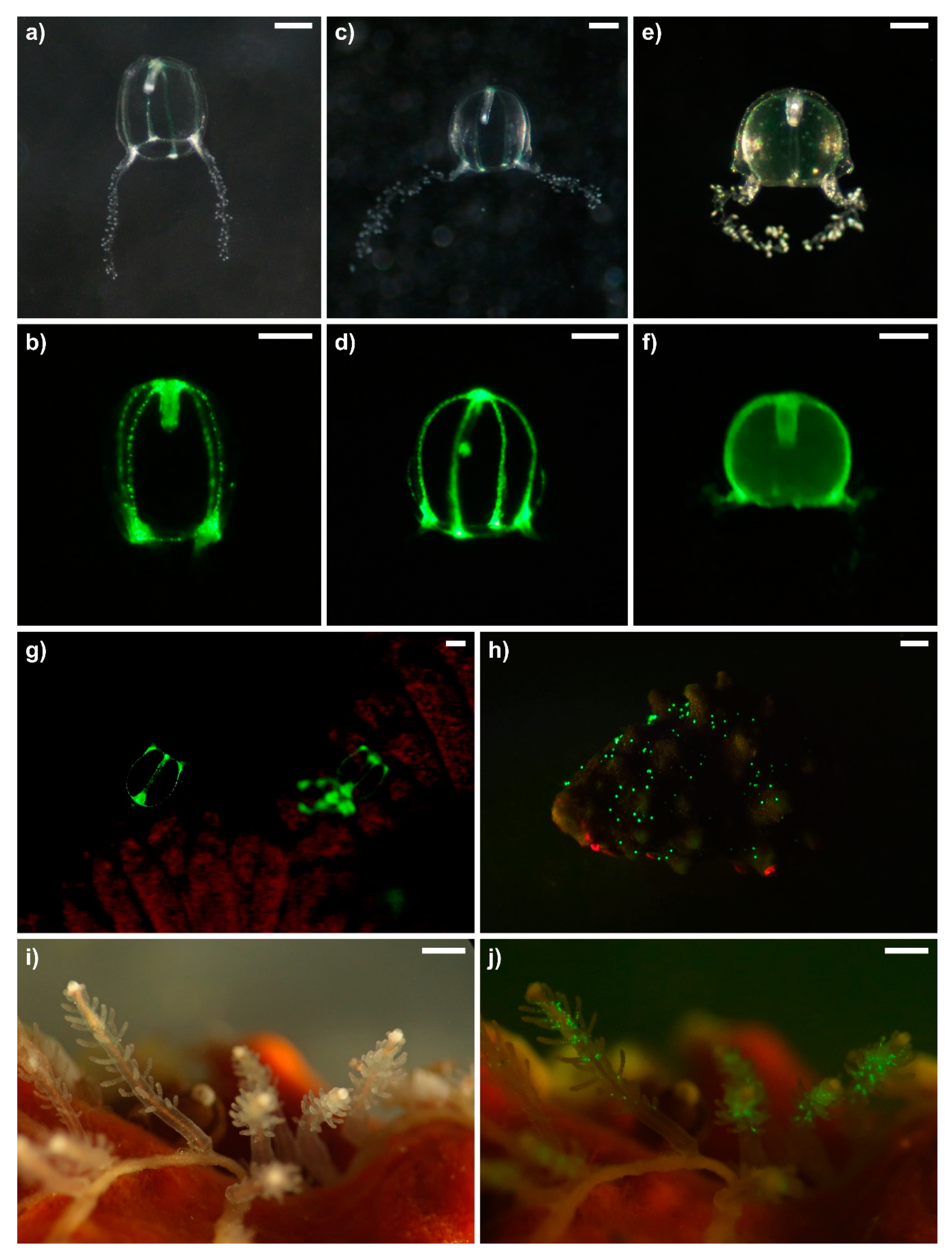 Diversity 12 00078 g008