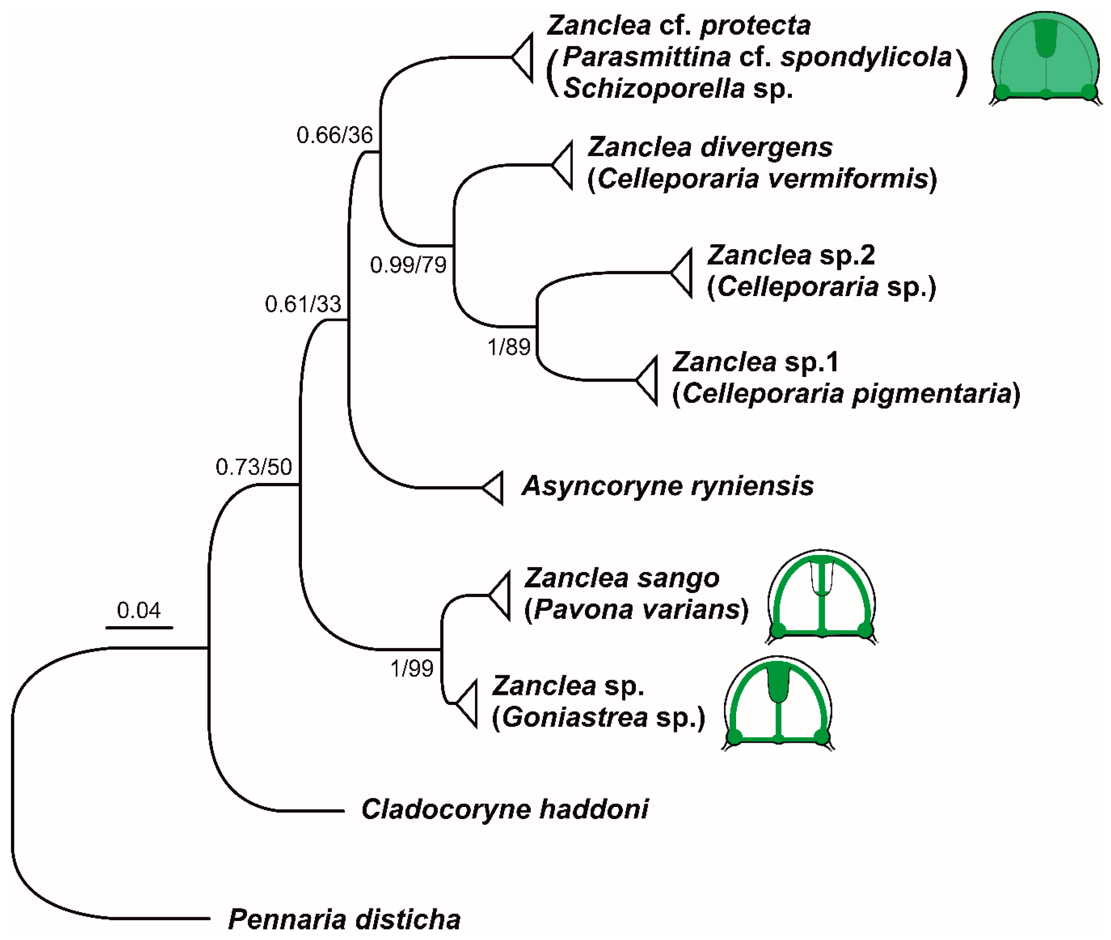 Diversity 12 00078 g009