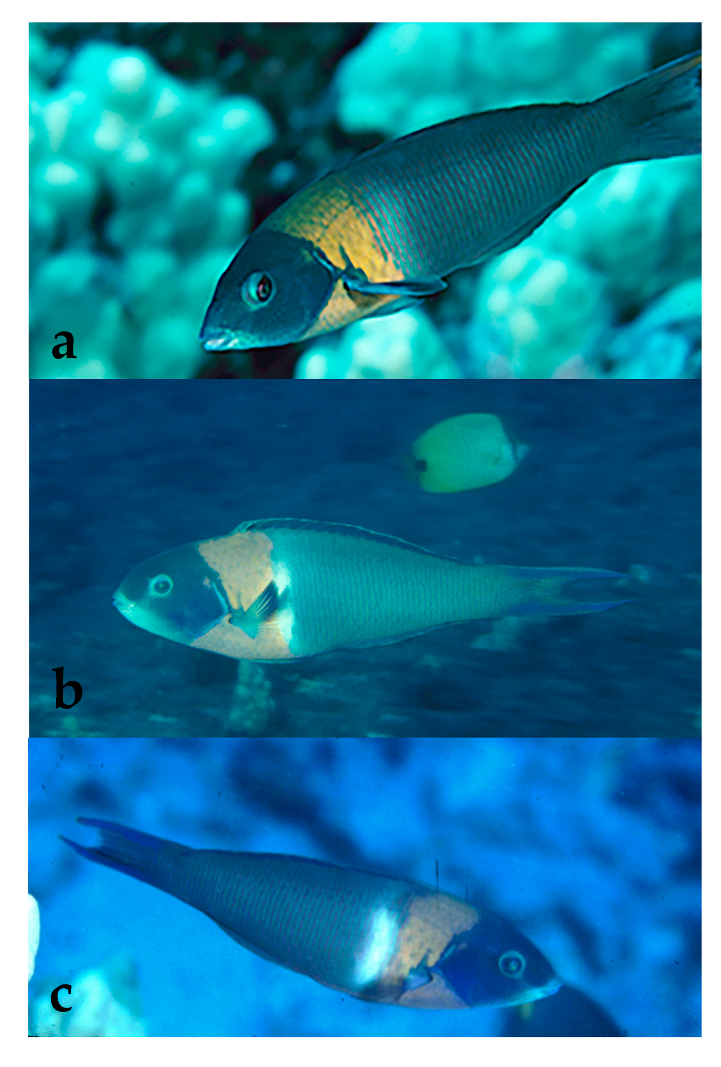 Diversity 12 00083 g001